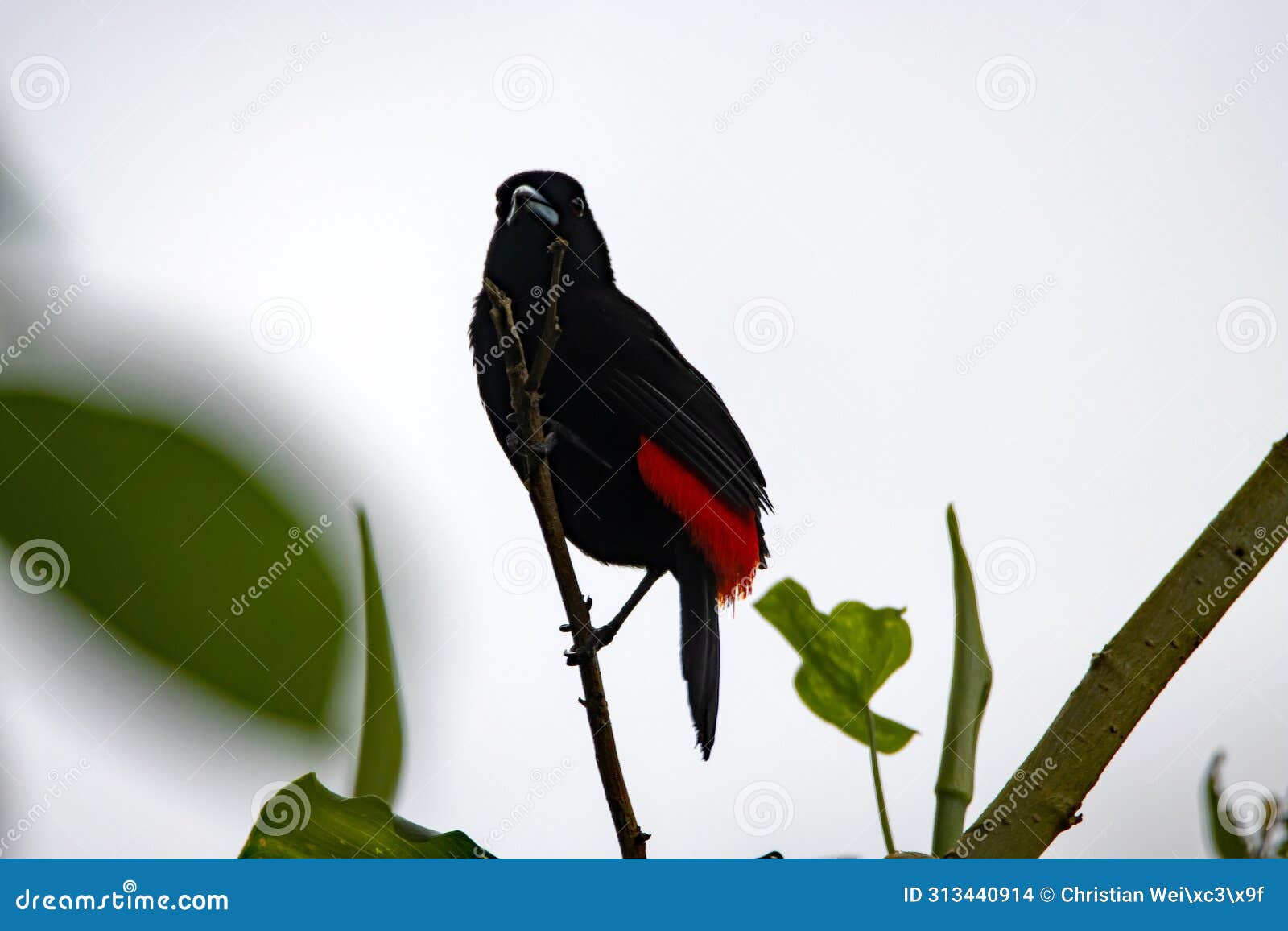 scarlet rumped tanager, ramphocelus passerinii, on a branch