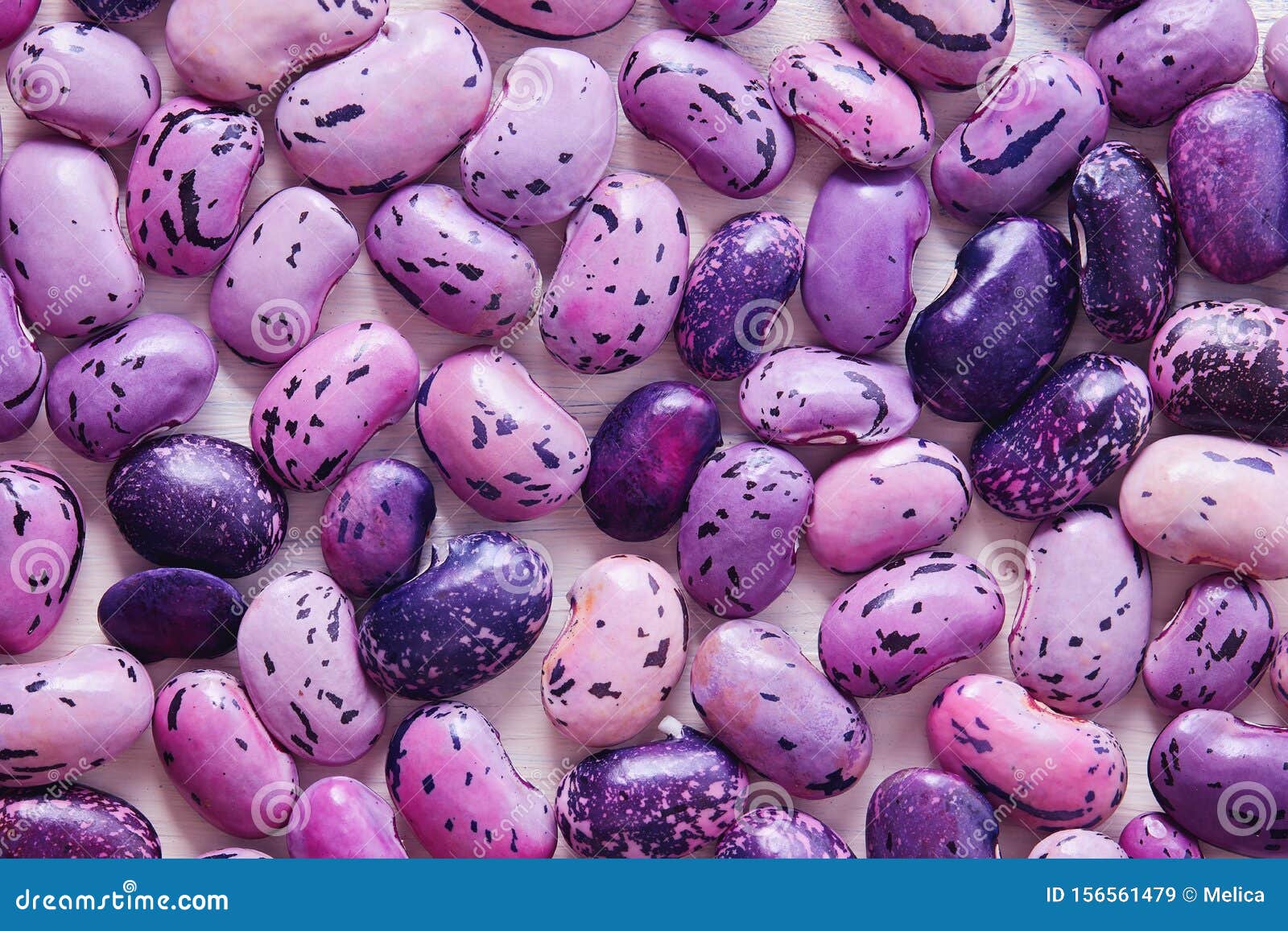 Scarlet Runner Beans Growing In A Garden, Red Blooms And Green Leaves