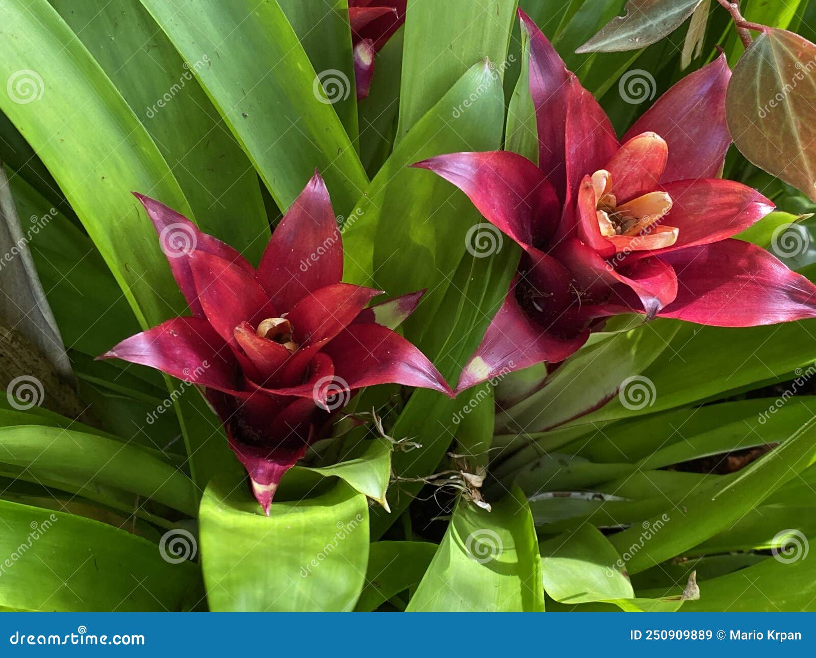 scarlet star / guzmania lingulata / droophead tufted airplant, orange star, vase plant, flor del incienso, bromelija, karaguata
