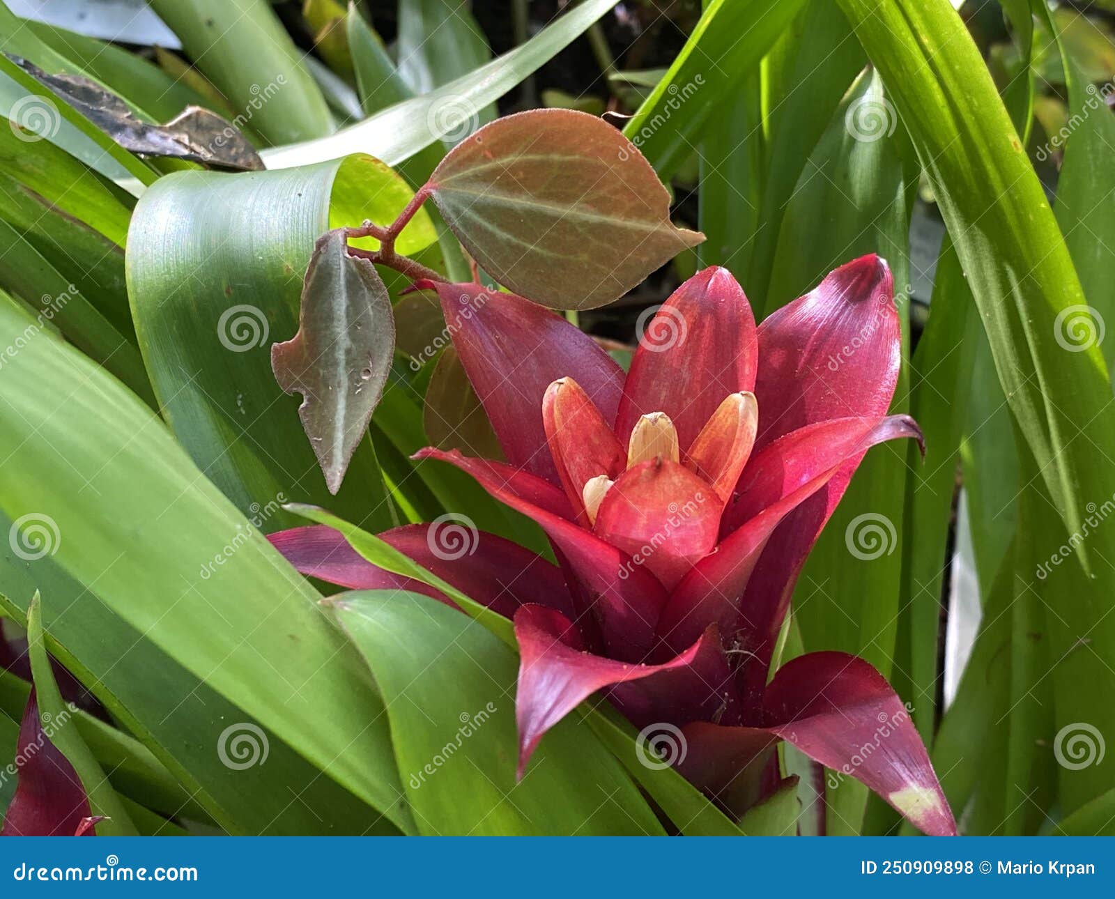 scarlet star / guzmania lingulata / droophead tufted airplant, orange star, vase plant, flor del incienso, bromelija, karaguata