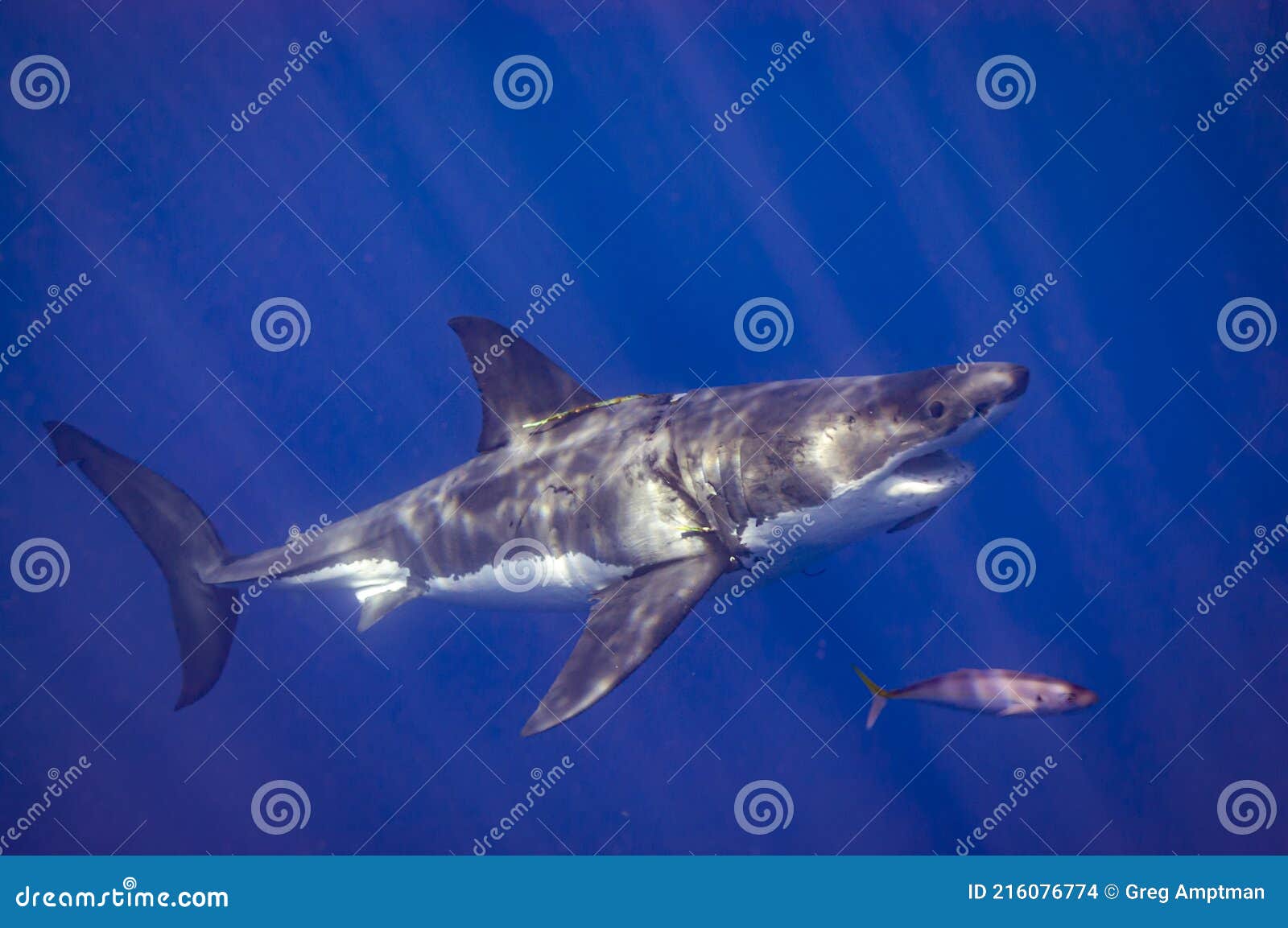 A Scarred Great White Shark Stock Photo - Image of shark, coastal