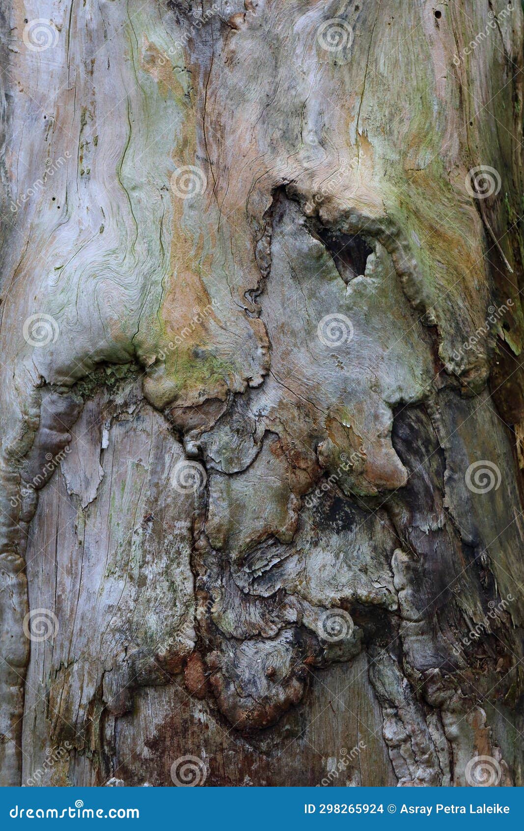the scarring of a tree viewed up close and digitally reworked