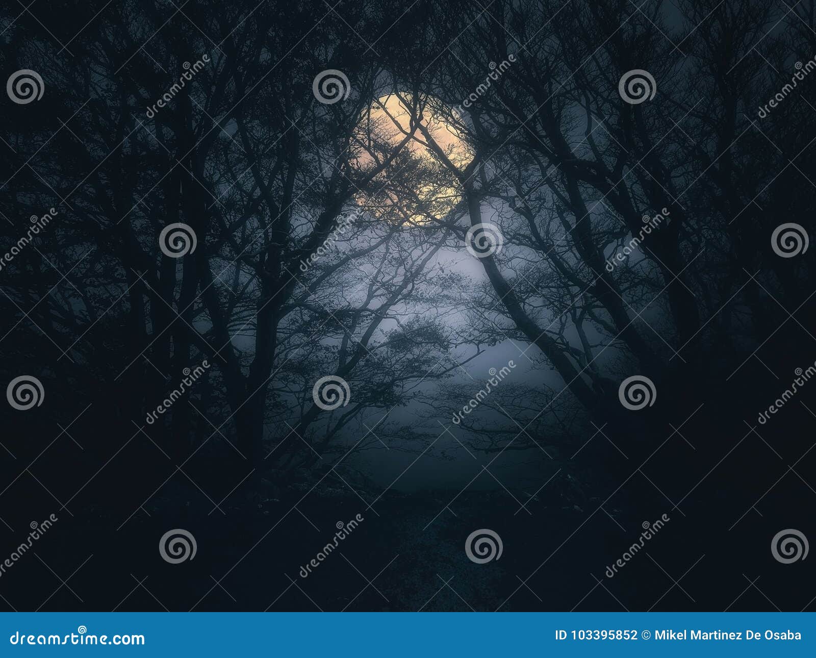 scary forest at night with full moon