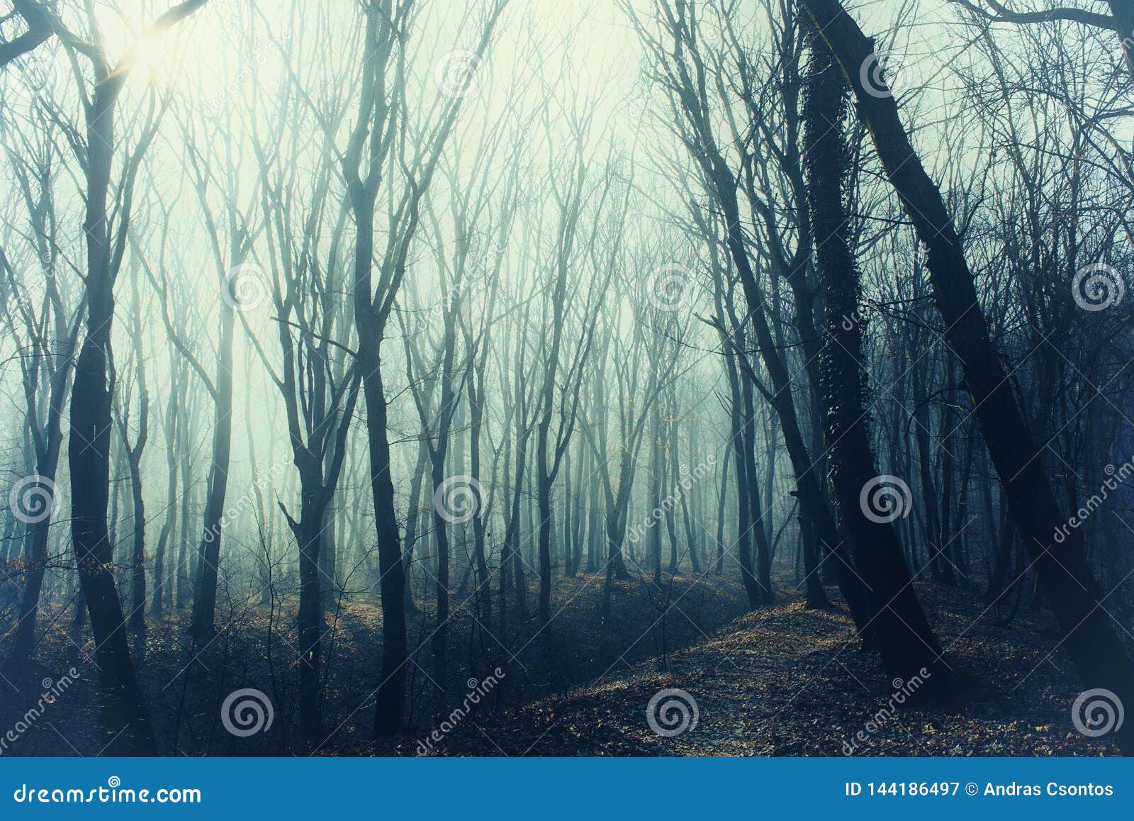 Scary Forest with Path in Mysterious Fog Stock Image - Image of