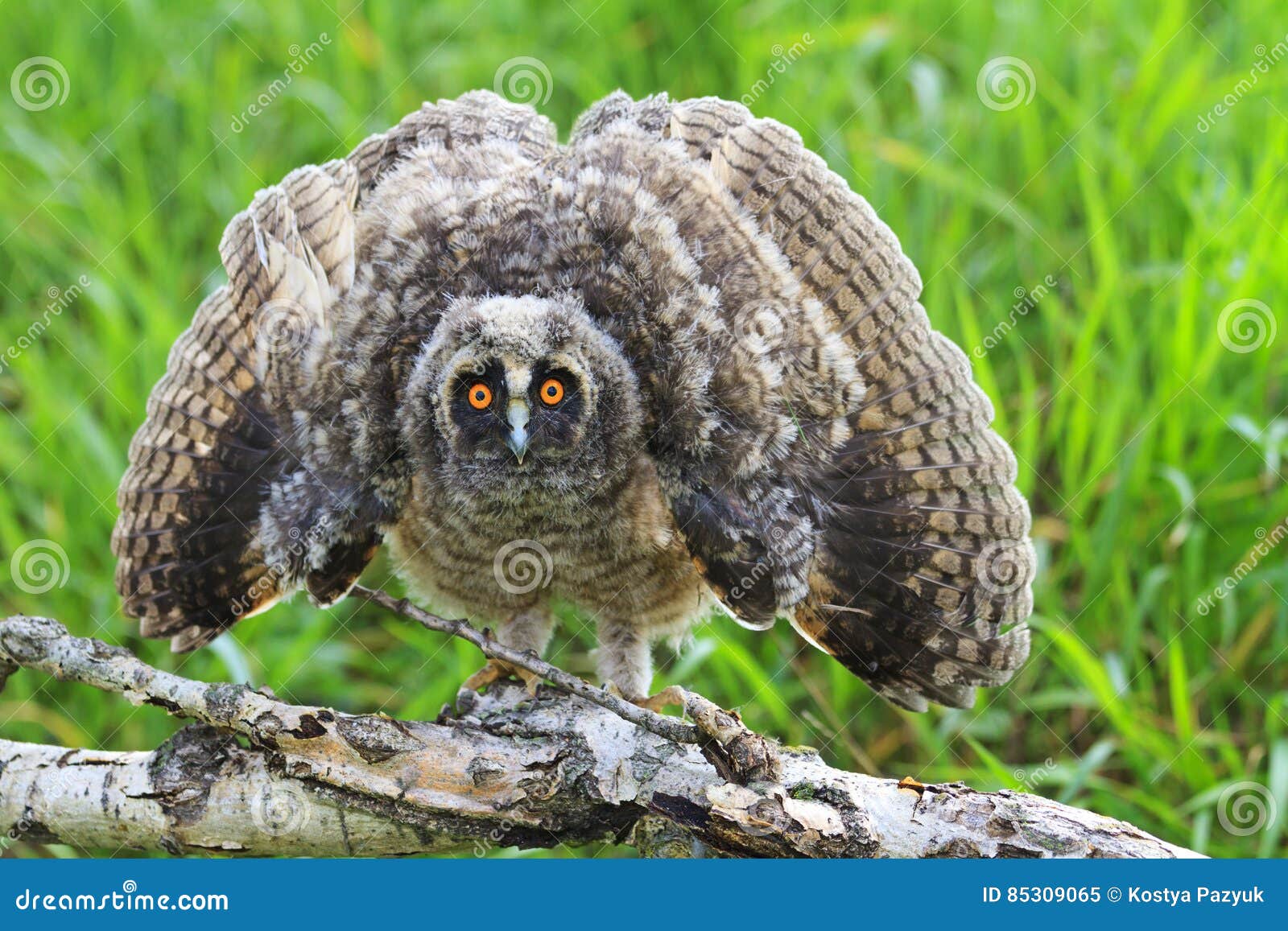 Scary Longeared Owl , Asio Otus Wings Open Stock Image Image of