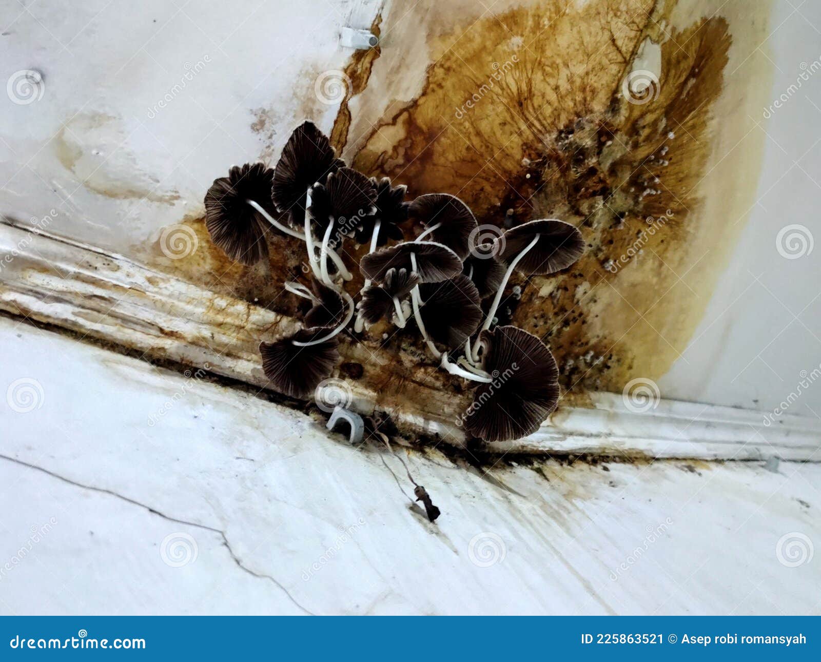 Scary Mushrooms on the Ceiling, Mushrooms Growing from Leaking Roofs