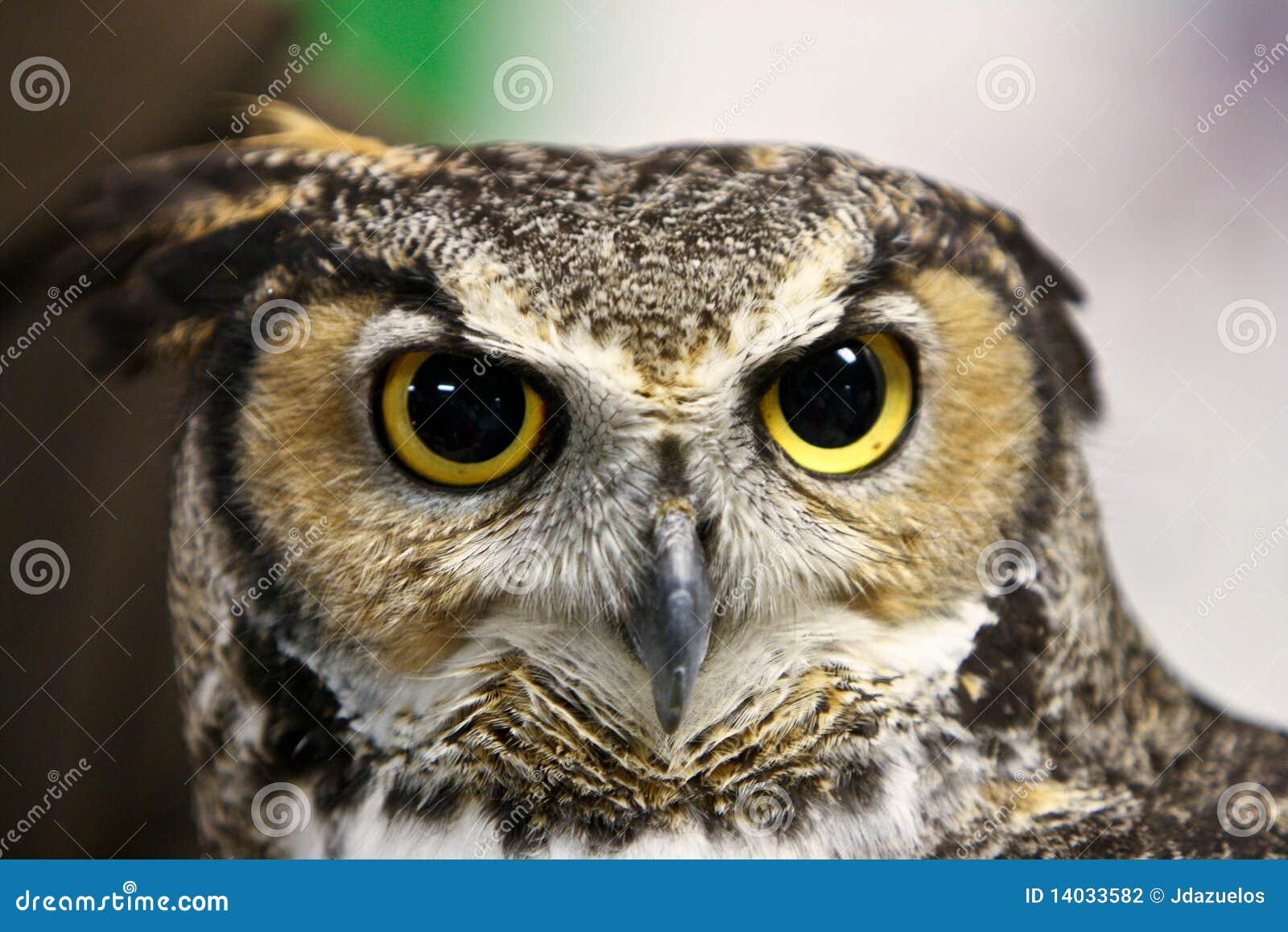 Scary owl face stock photo. Image of bird, closeup, eared 14033582