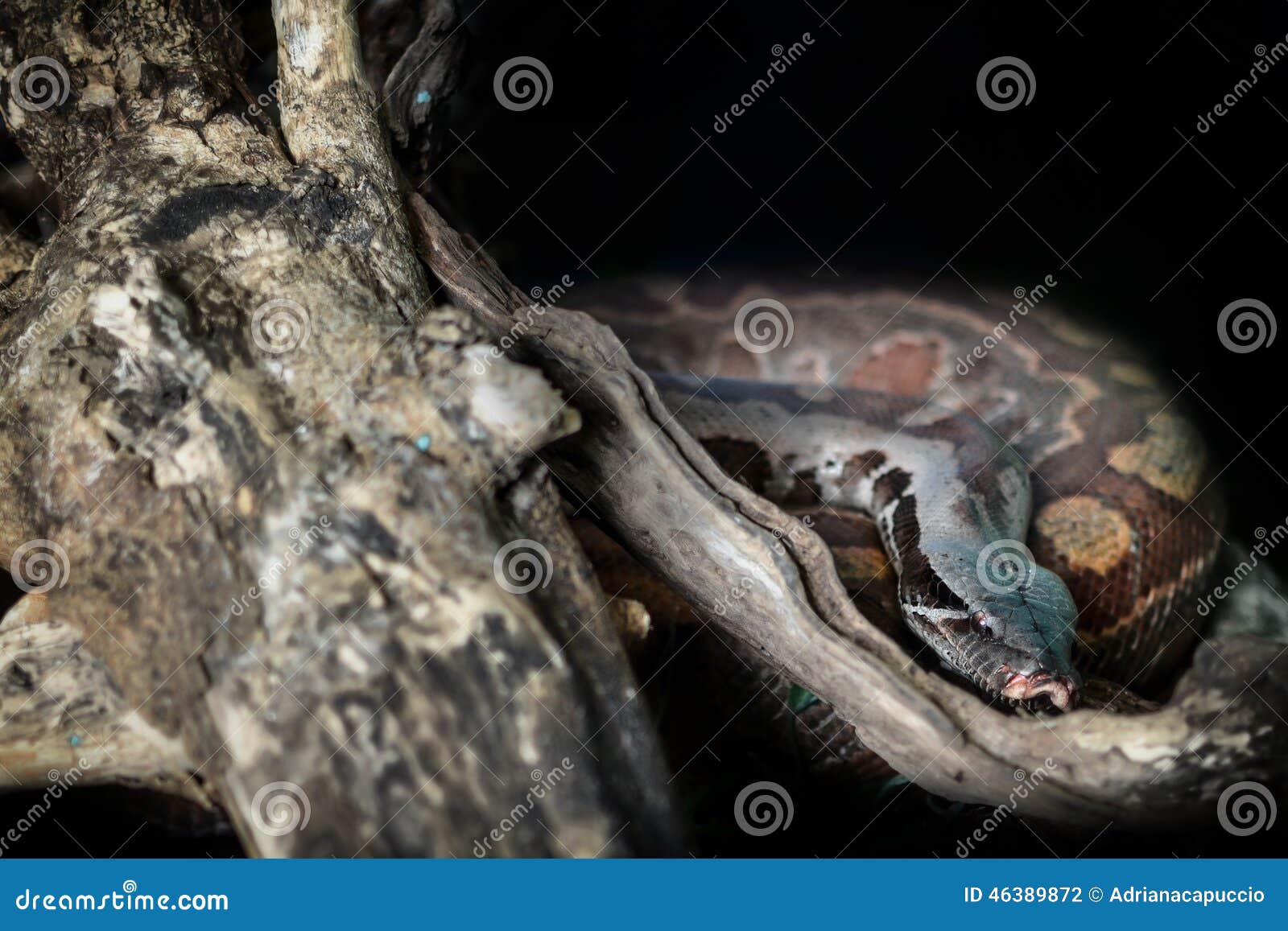 Scary Snake Stock Photo Image 46389872