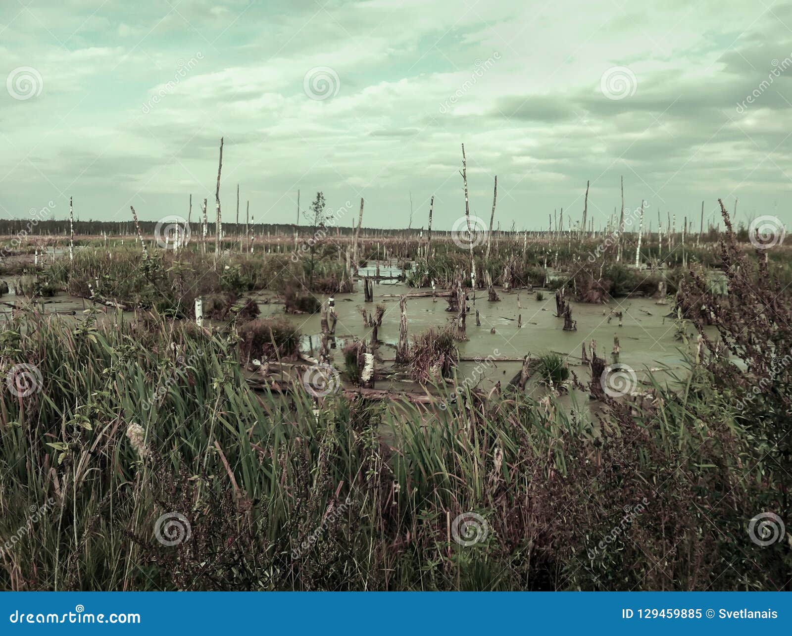 Scary Swamp Uninhabited Empty with Broken Trees. Natural