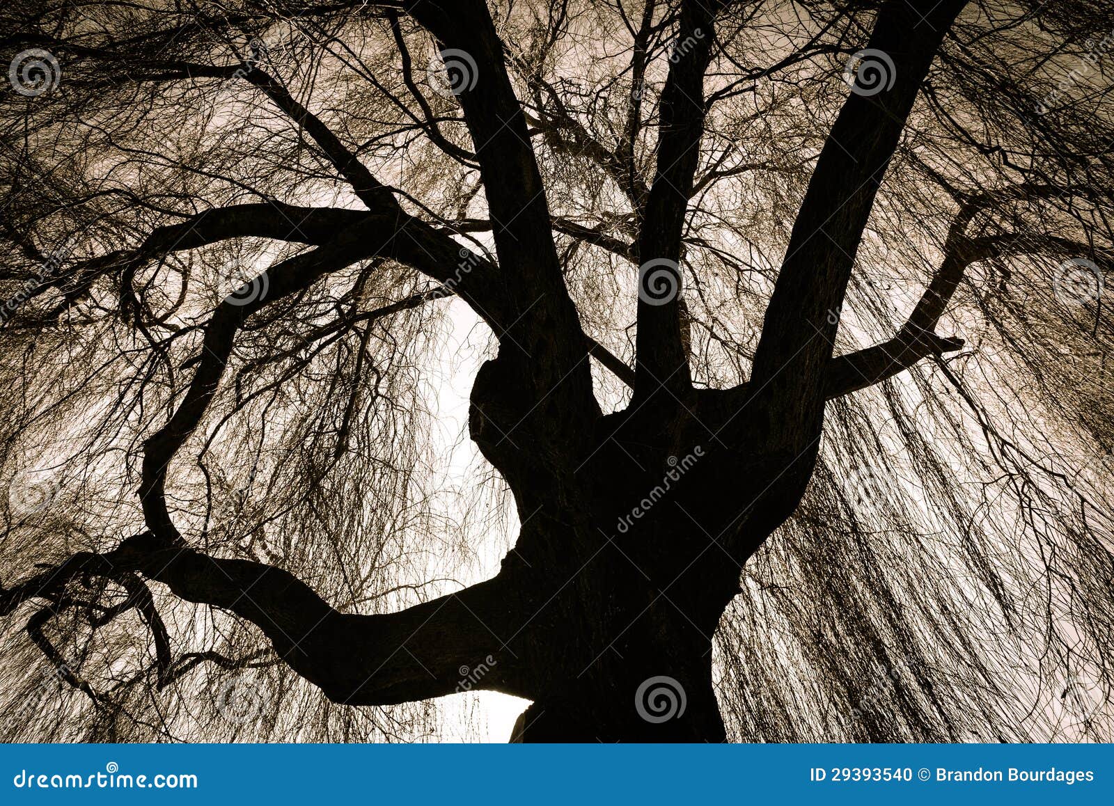 scary weeping willow tree