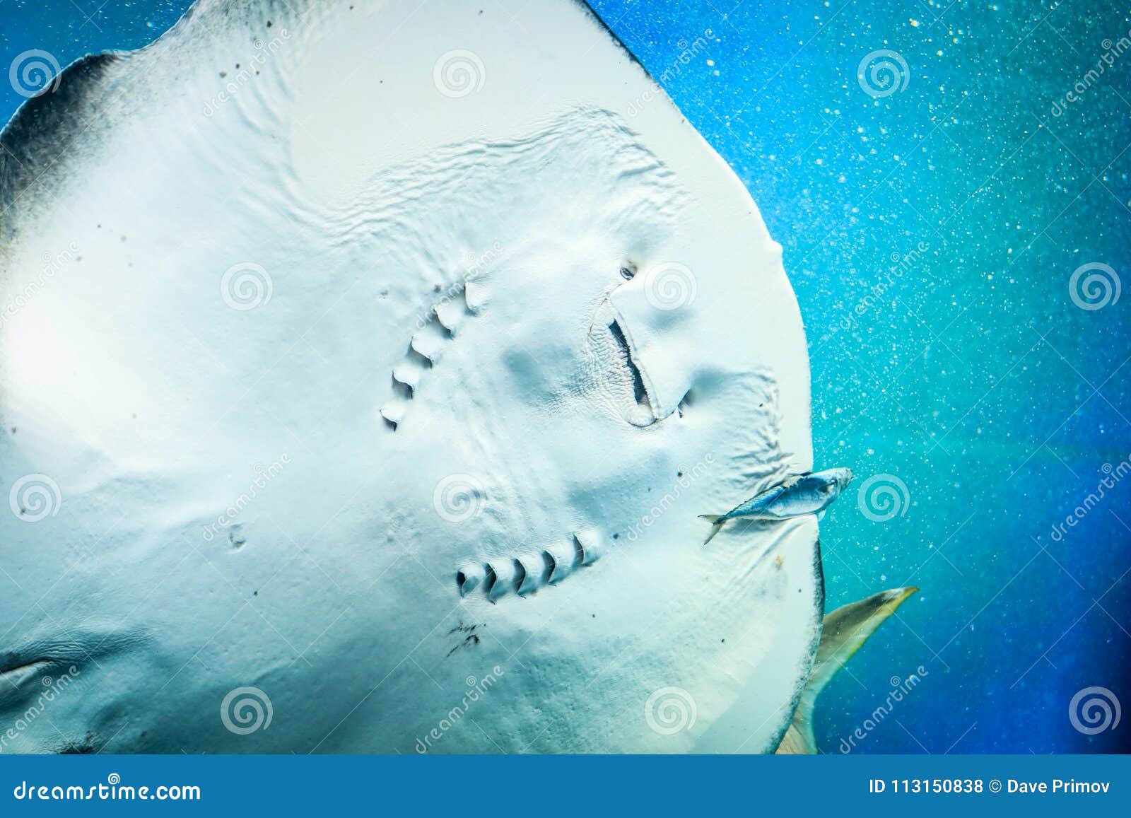 https://thumbs.dreamstime.com/z/scat-floats-blue-water-filled-air-bubbles-clear-white-stingray-body-big-caught-small-fish-113150838.jpg