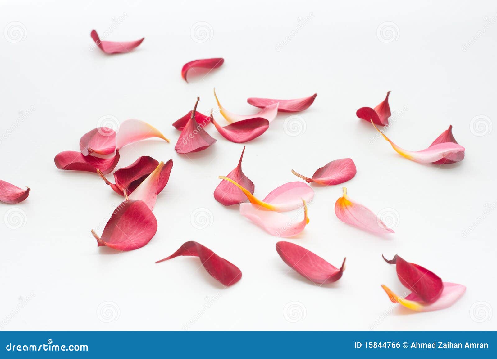 scattered flower petals  on white