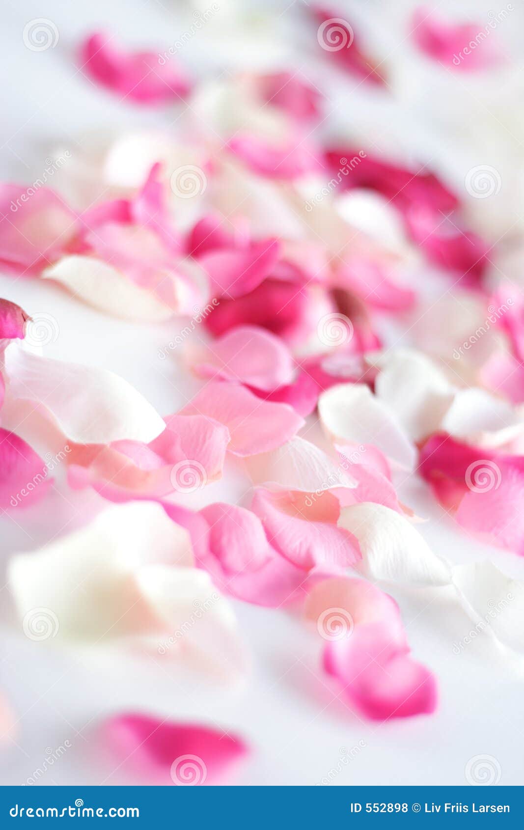 scattered petals