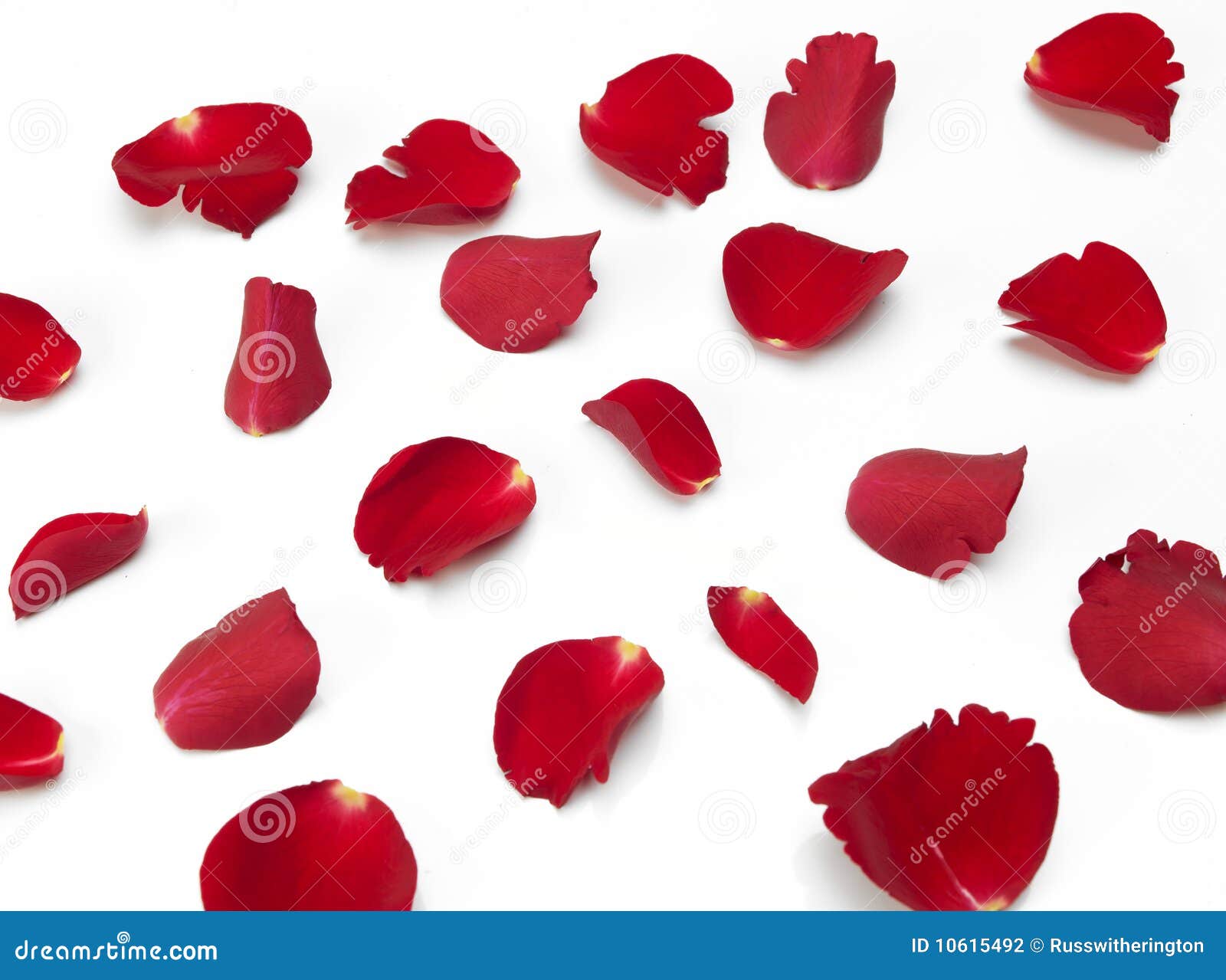 scattered red rose petals