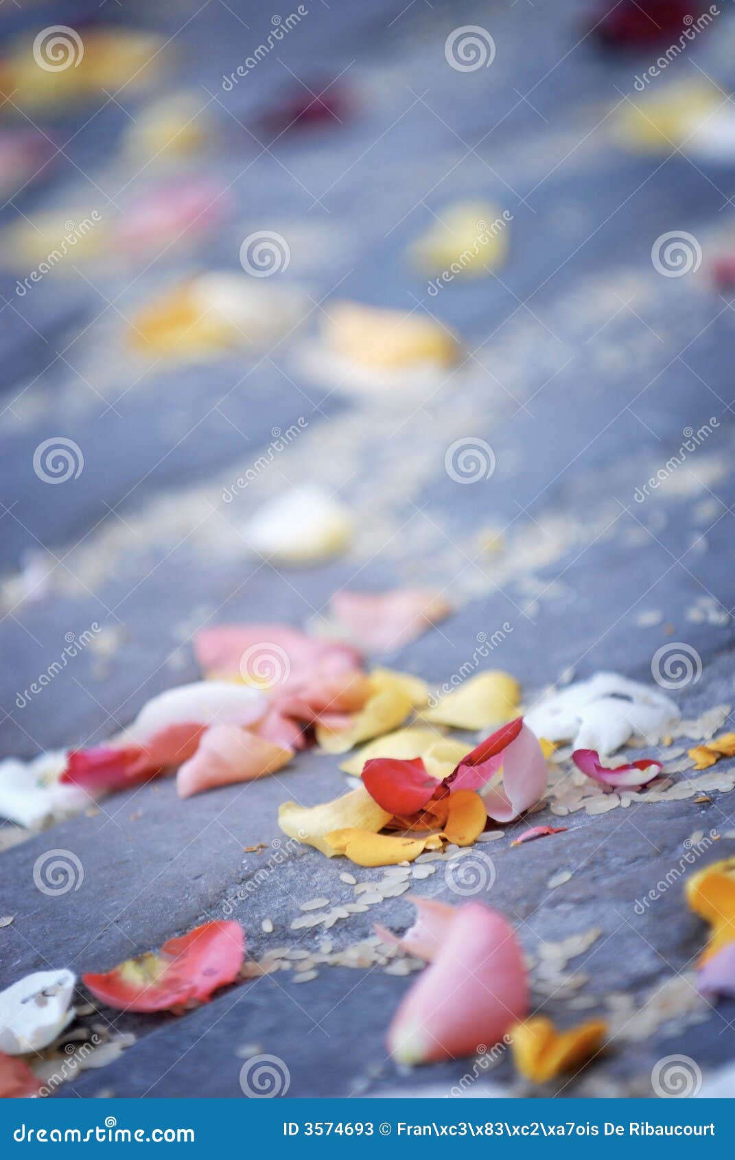 scattered rose petals