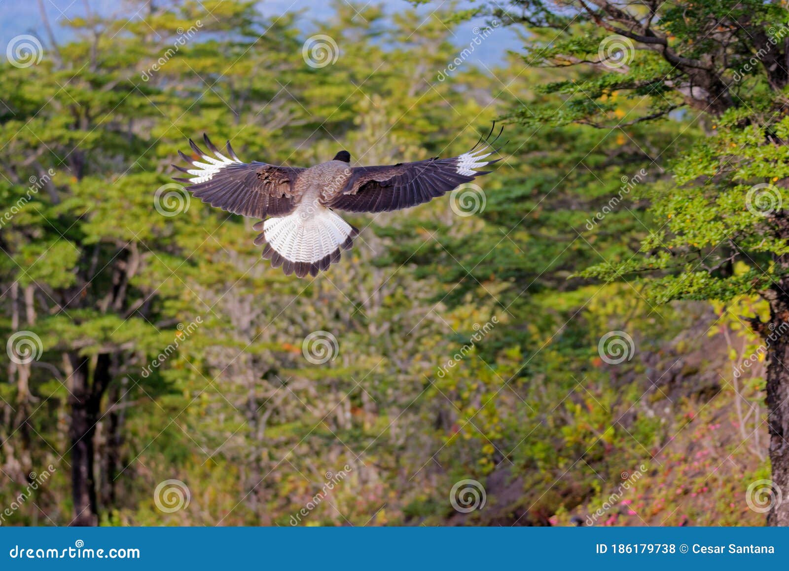 scavenger bird flying, known as caracara