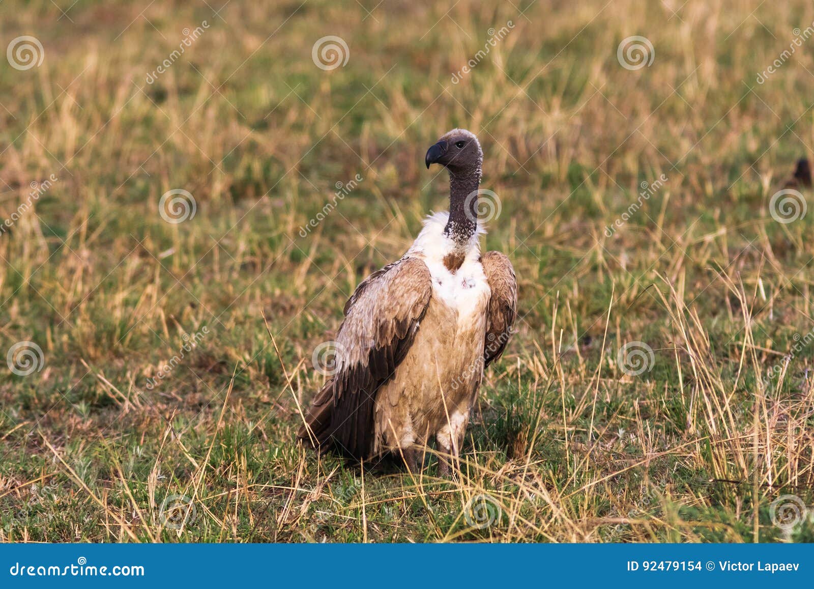 scavengers of savanna. masai mara