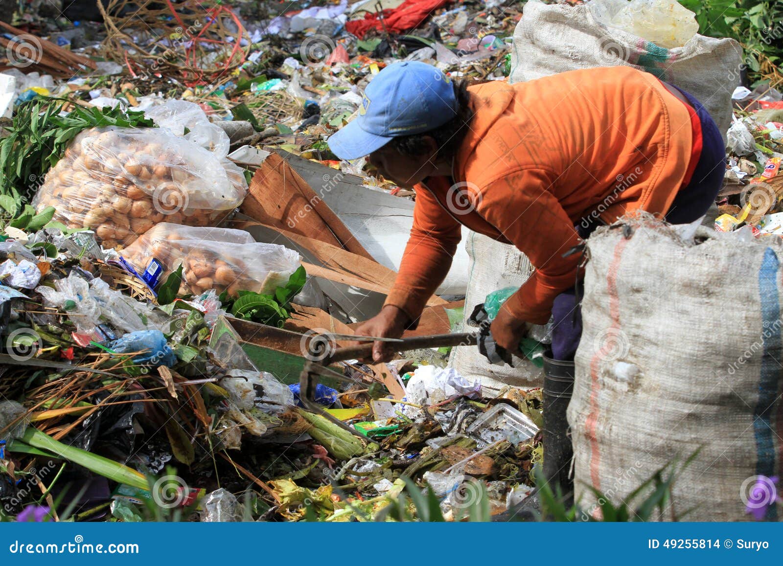 Scavengers editorial stock image. Image of indonesia - 49255814