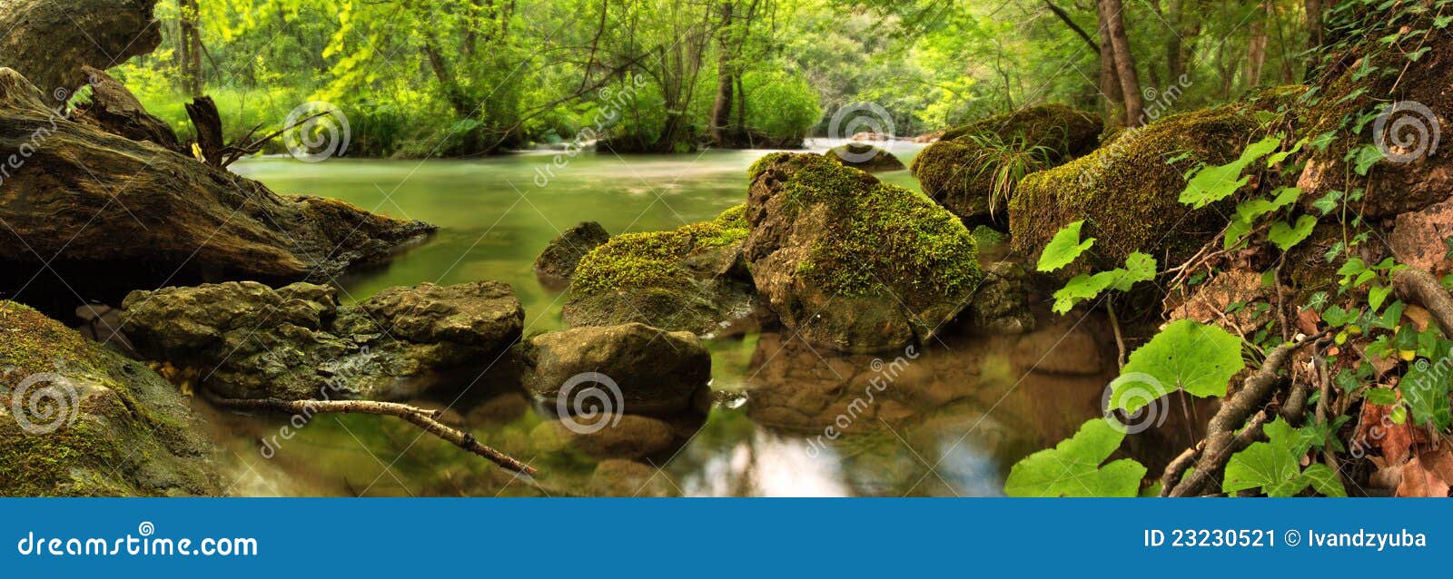 Scena del terreno boscoso. Paesaggio della foresta con la roccia e le pietre del fiume nella priorità alta