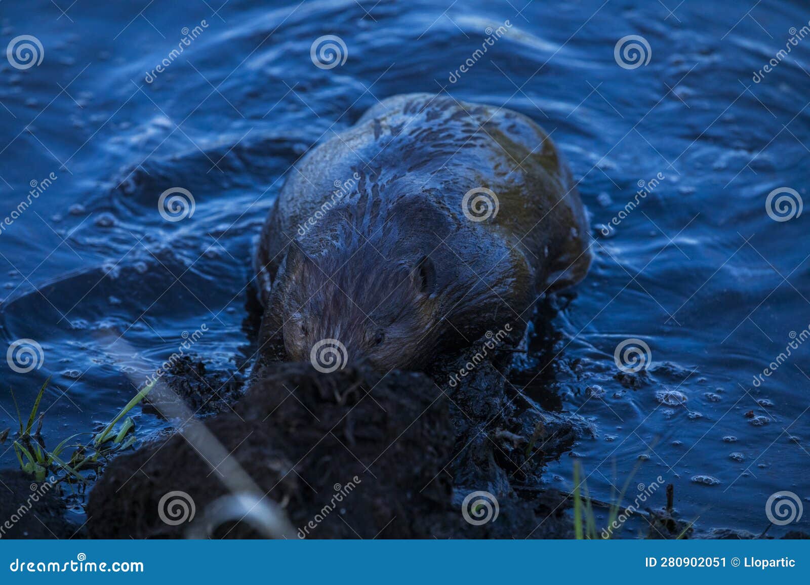 Scene of a Beaver (Castor) in Hinton Town, Alberta, Canada Stock Image