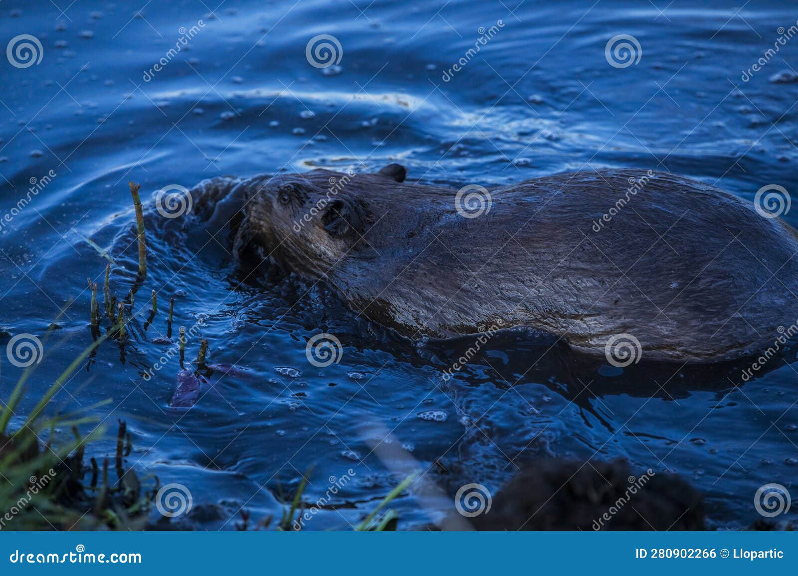 Scene of a Beaver (Castor) in Hinton Town, Alberta, Canada Stock Photo