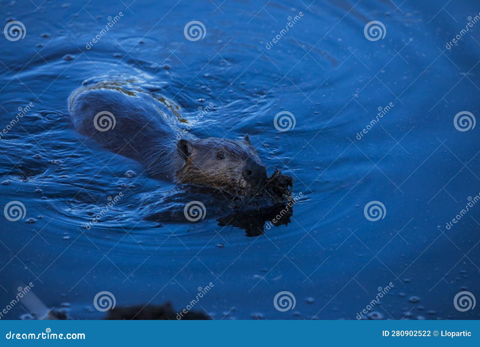 Scene of a Beaver (Castor) in Hinton Town, Alberta, Canada Stock Photo
