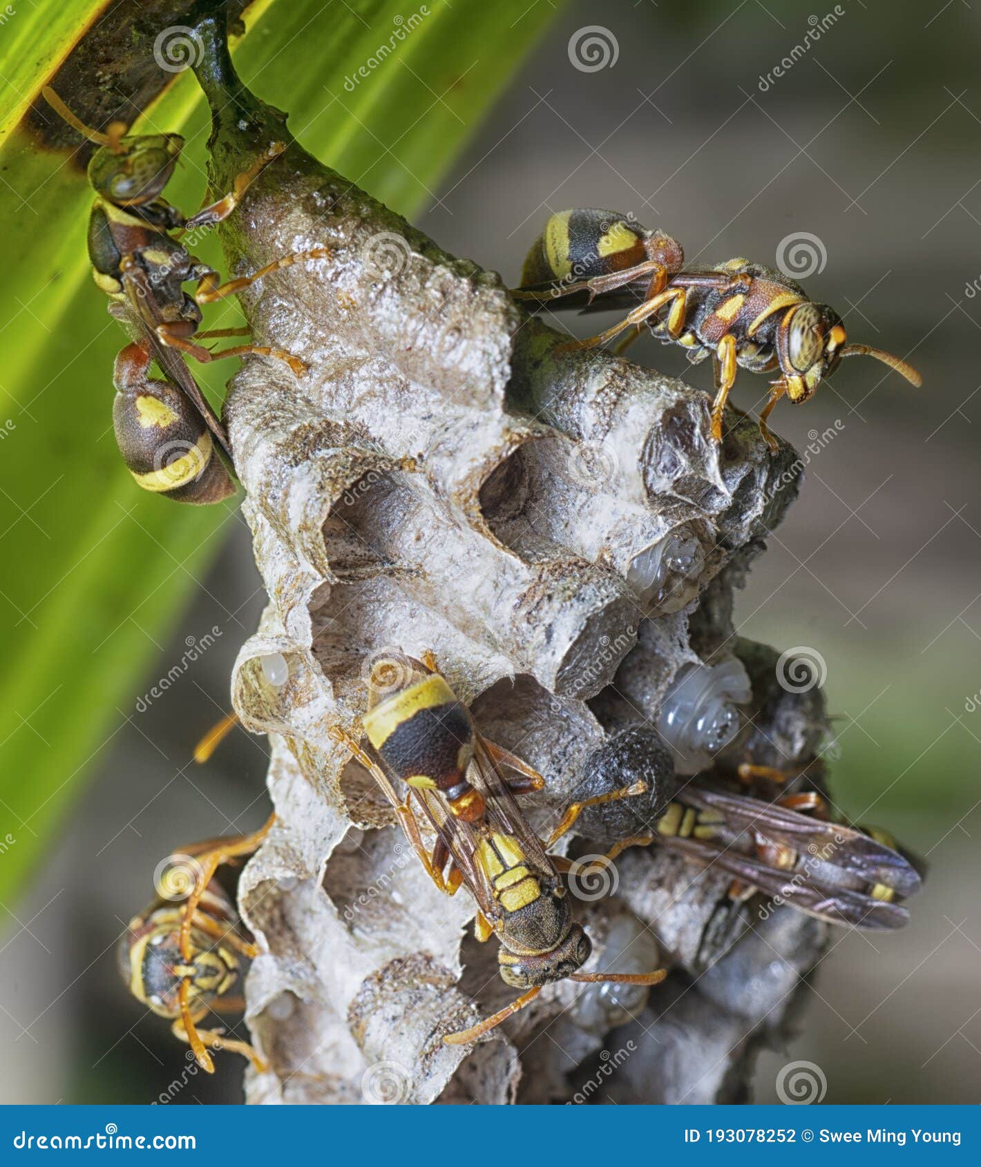 close shot of paper wasp bees and nest on the rugreen leaf.