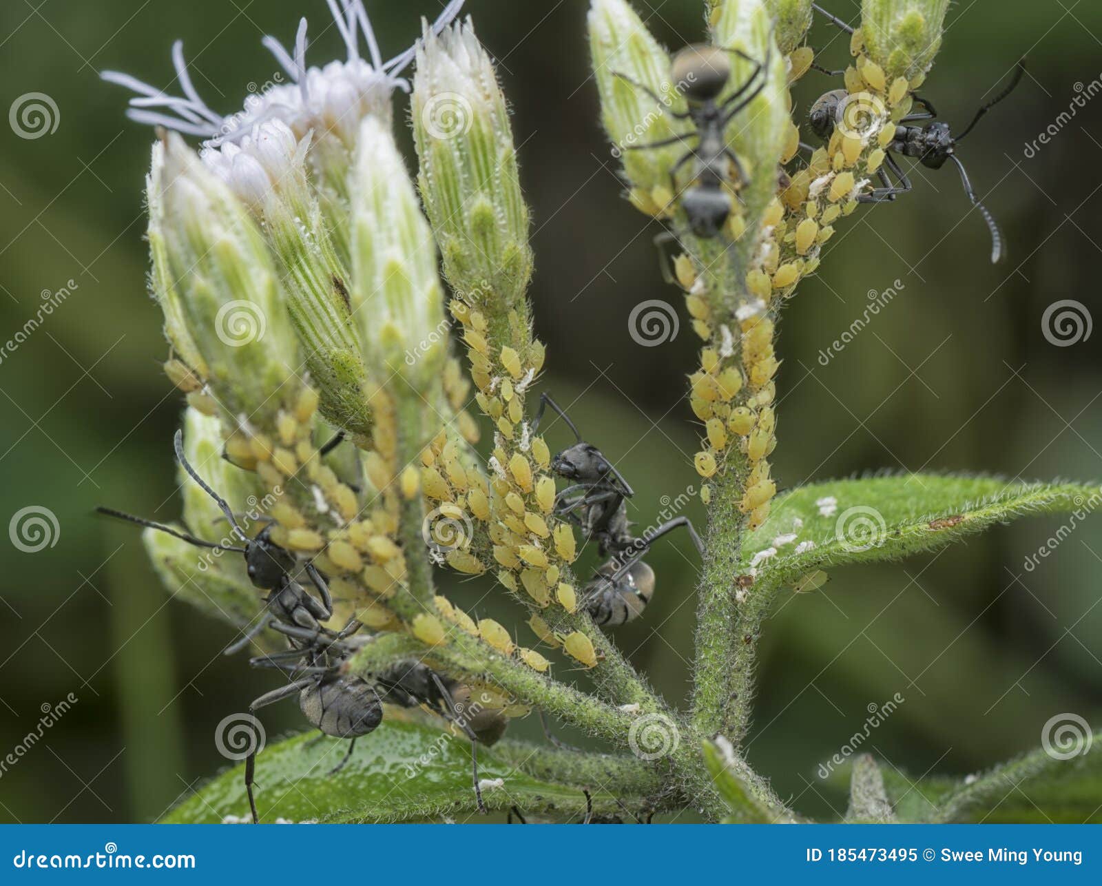 close up shot of the colobopsis ants feeding over their aphids