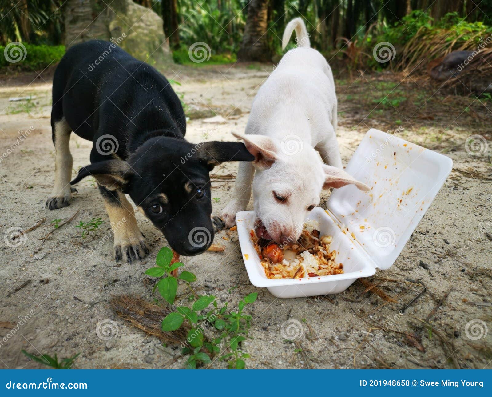 Two Abandoned Puppies Eating from the Styrofoam Packed Food Stock Photo