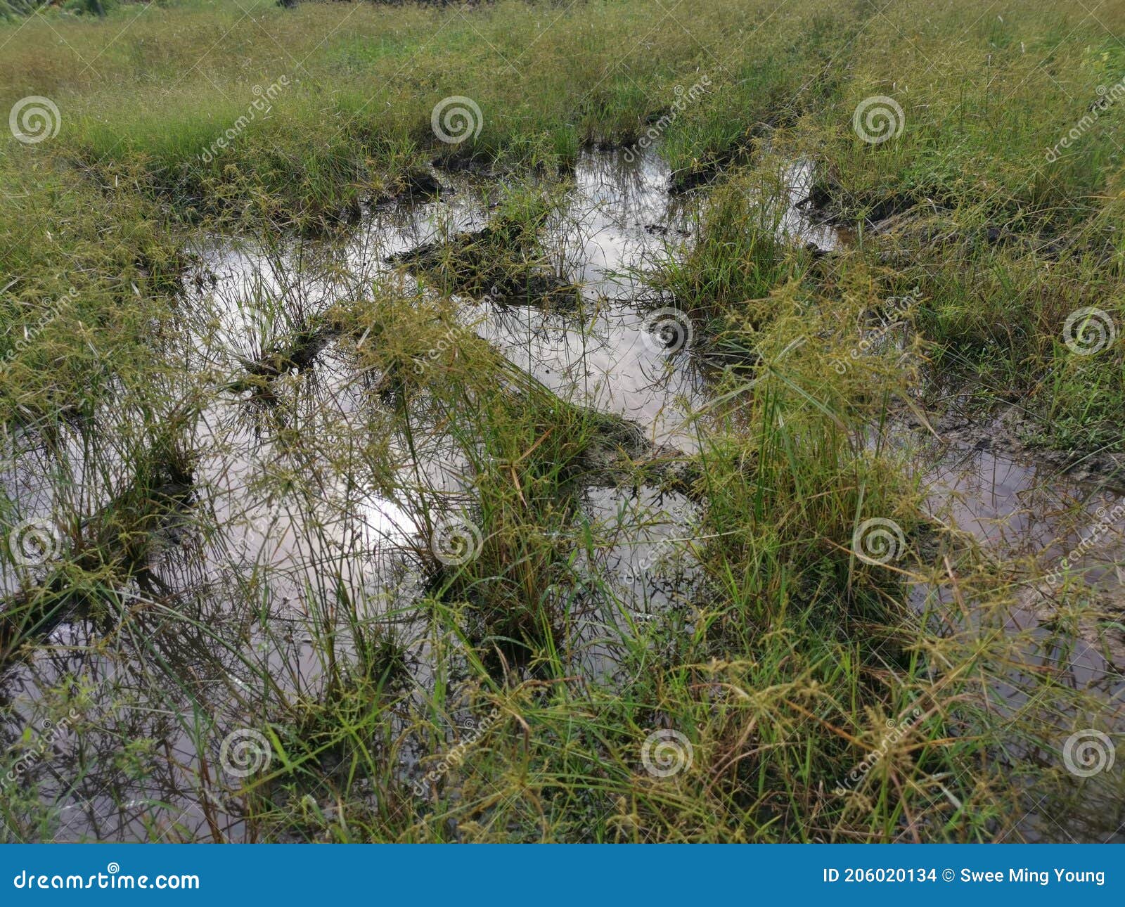 Wild Cyperus Strigosus Grass Growing Around the Muddy Fields of Puddle