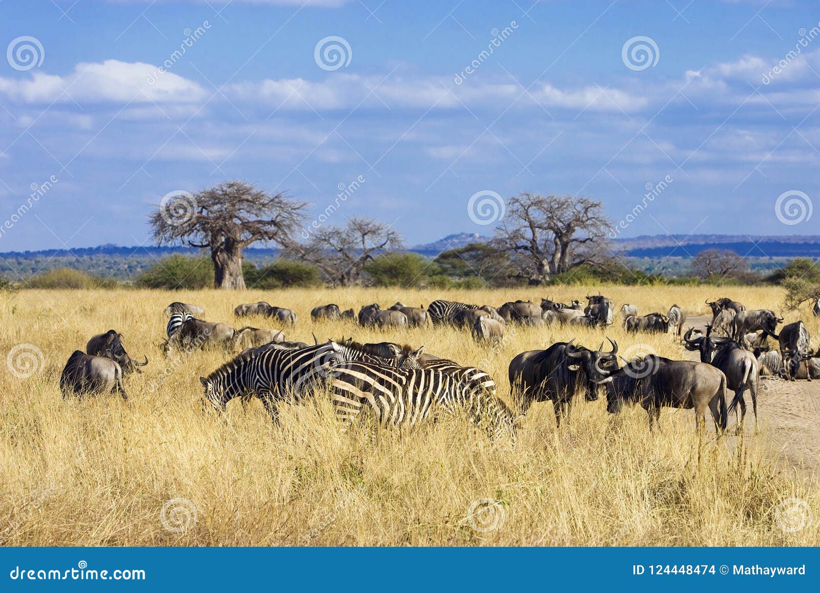 Herd of Zebra and Wildebeest Grazing in African Savanna Stock Photo - Image  of safari, africa: 124448474