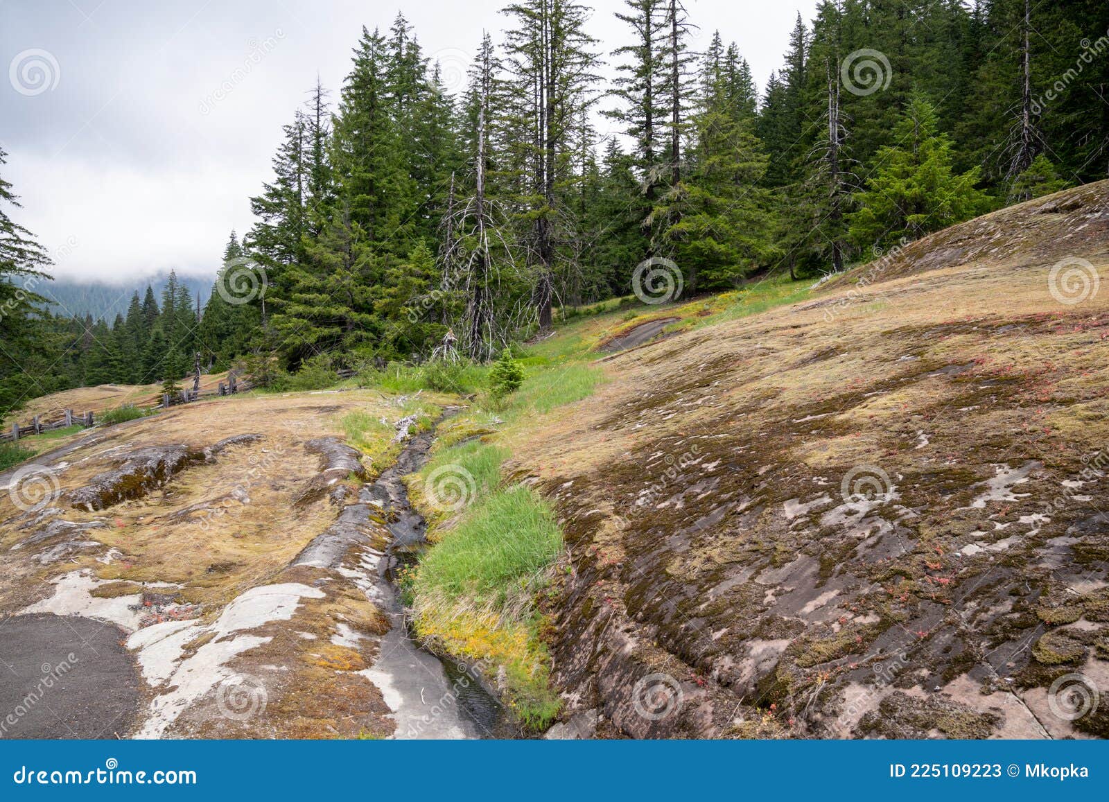 scenery along the overlook  trail at the box canyon of the cowlitz river in mt rainier national park