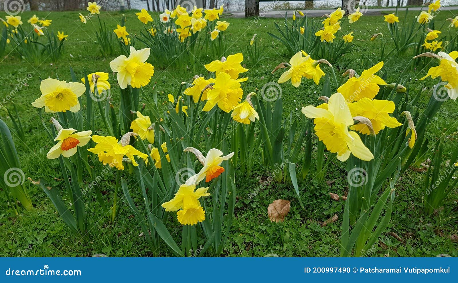 Beautiful Flower Fields in Germany Stock Photo Image of background