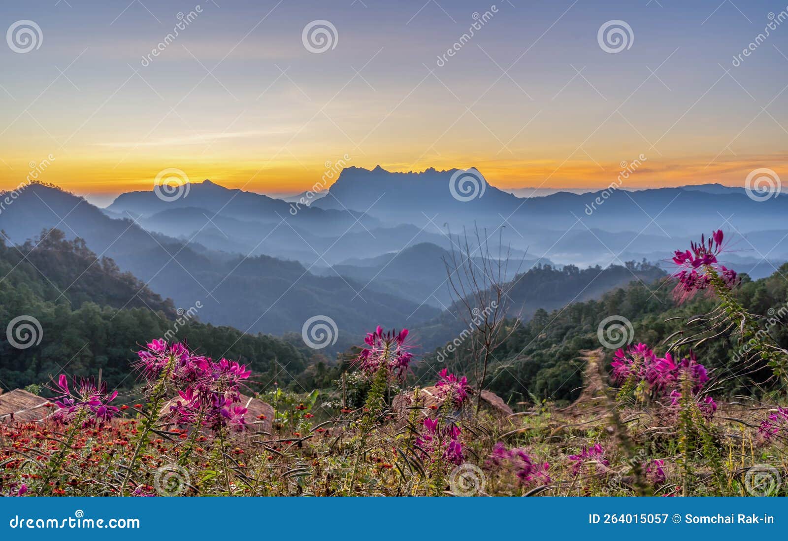 scenery of doi luang chiang dao mountain peak on viewpoint in national park at the sunrise. hadubi hill viewpoint, lao wu village