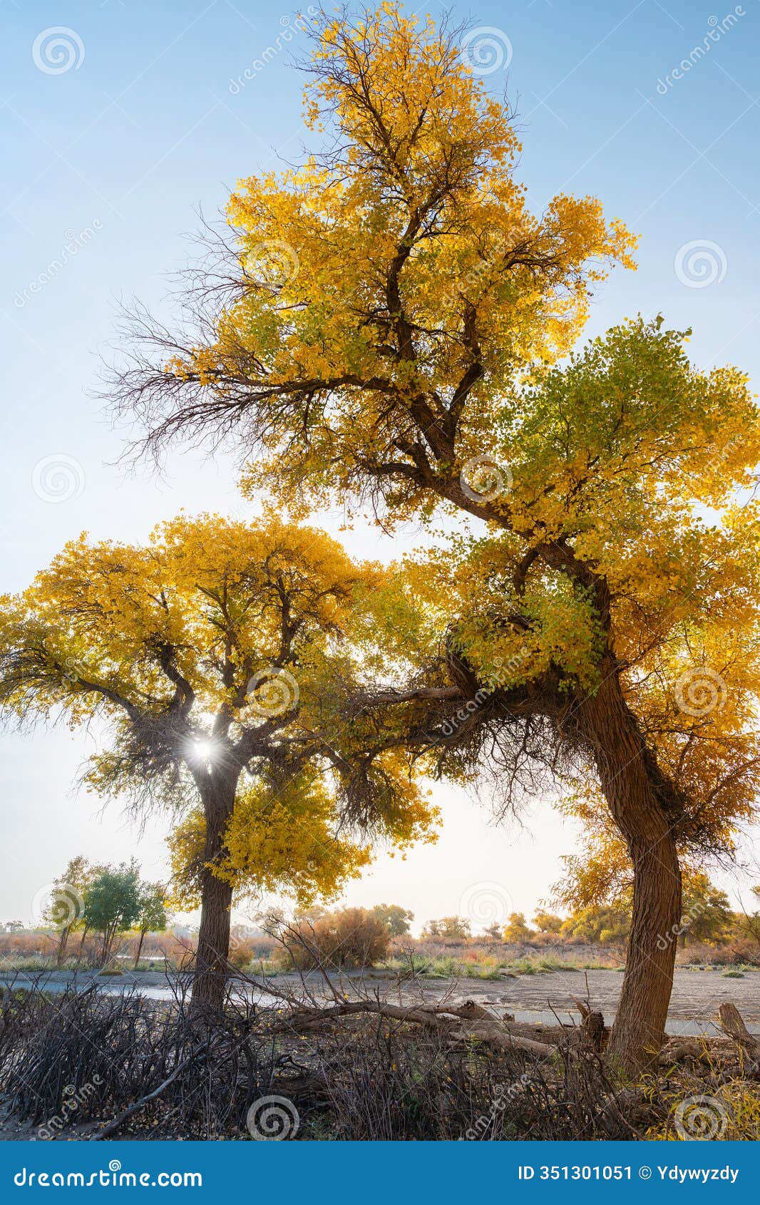 the scenery of the ejina desert poplar forest in inner mongolia, china