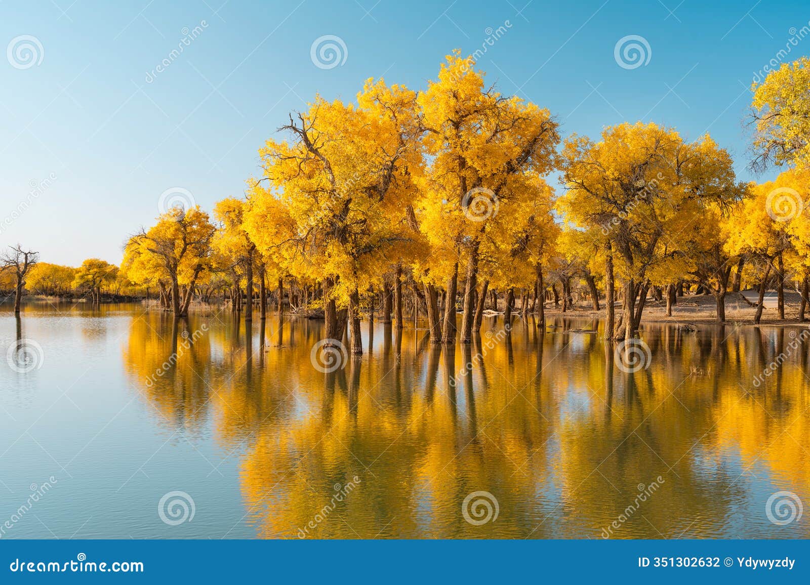 the scenery of the ejina desert poplar forest in inner mongolia, china