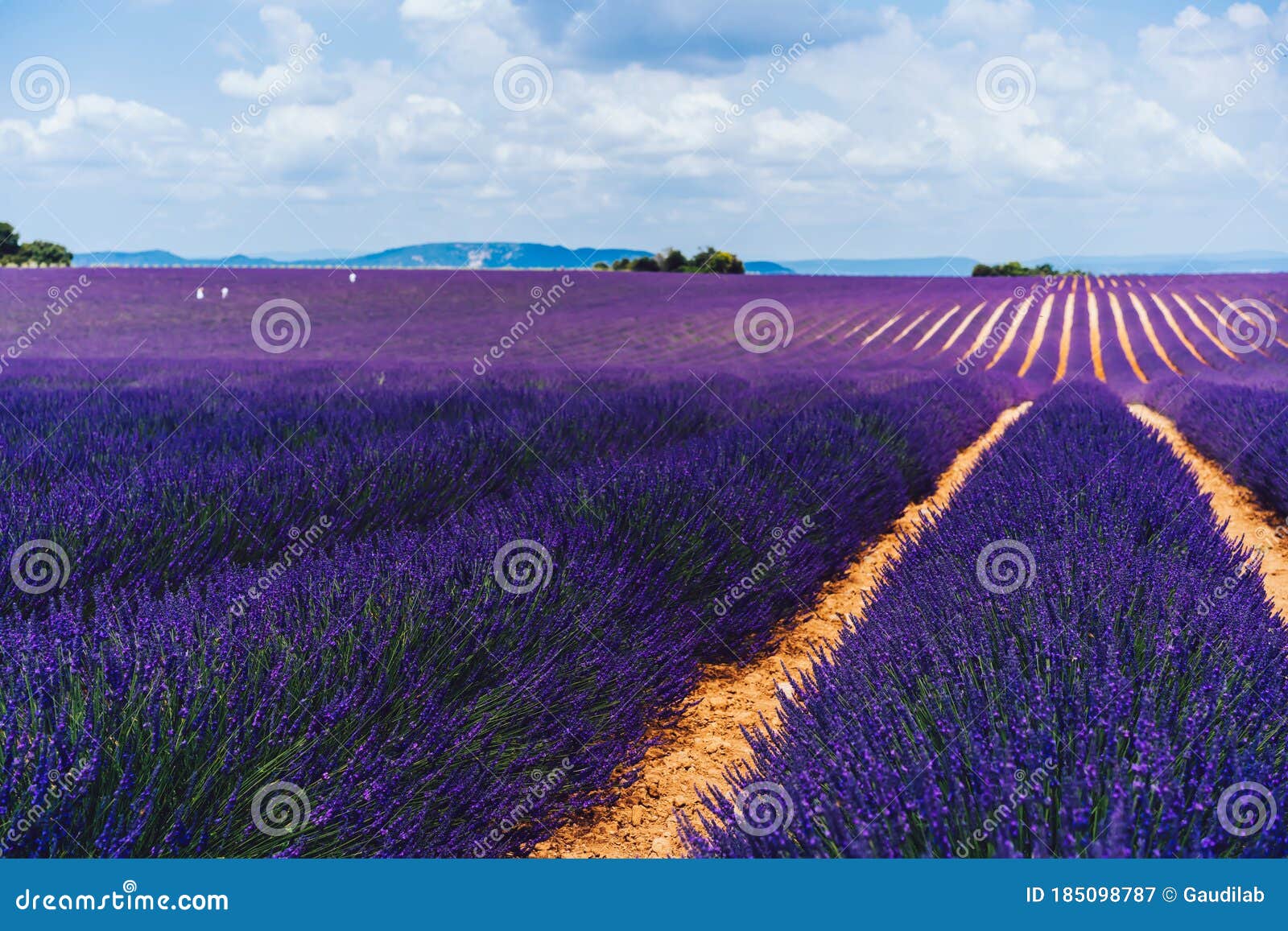 Scenery Nature Landscape, Beautiful Lavender Fields on Farmland Stock ...