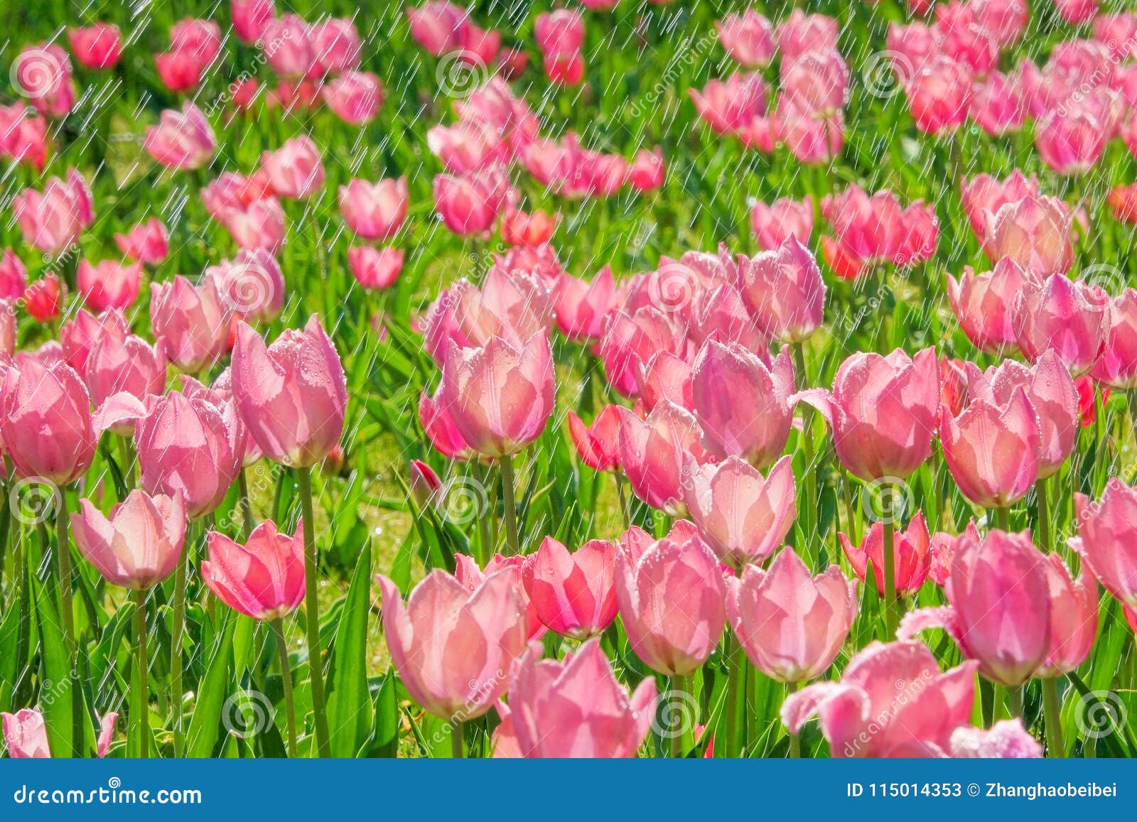 Tulip in rain stock image. Image of flowering, color 115014353