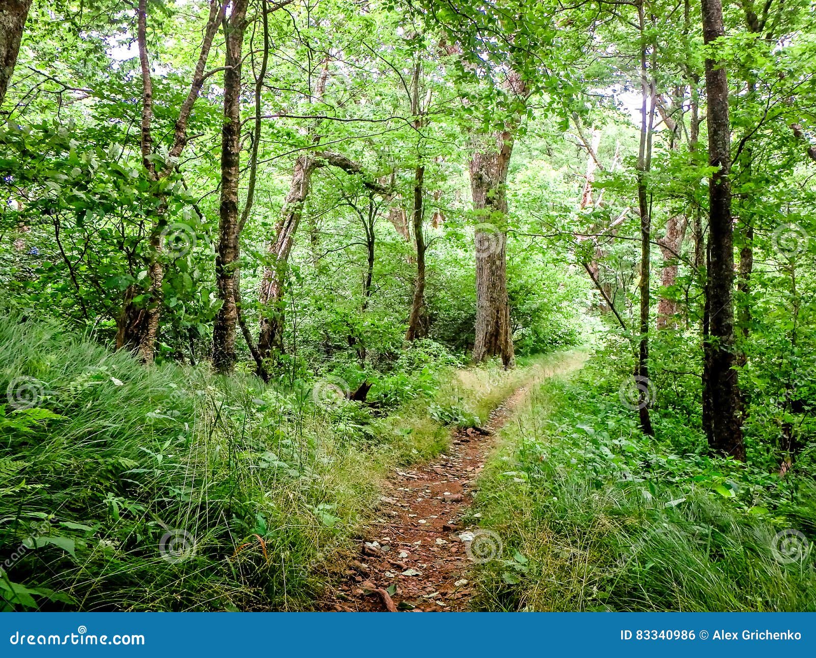 Scenes Along Appalachian Trail in Great Smoky Mountains Stock Photo