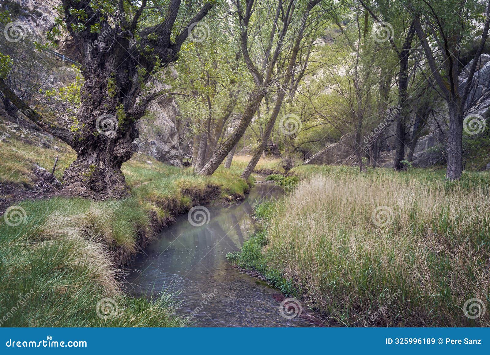 scenic aliaga river path in teruel, spain with lush greenery