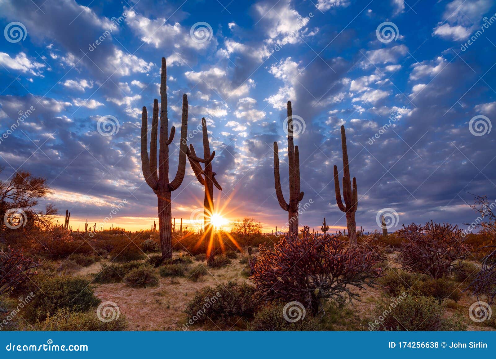 arizona desert landscape with saguaro cactus at sunset