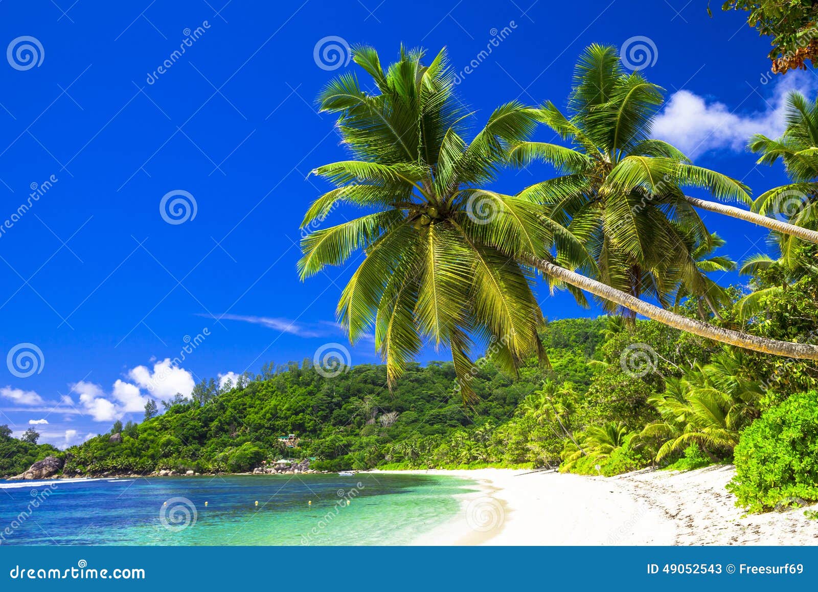 scenic beach with coconut palms