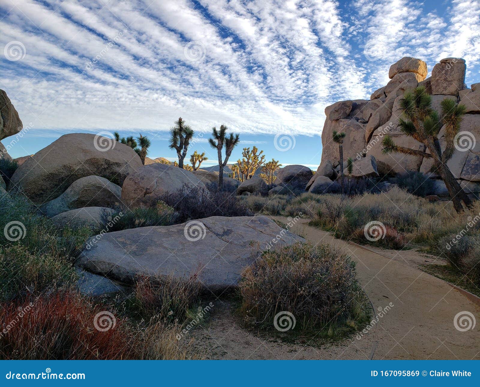 Desert Nature Trail at Joshua Tree National Park, California Stock Image - Image national, 167095869