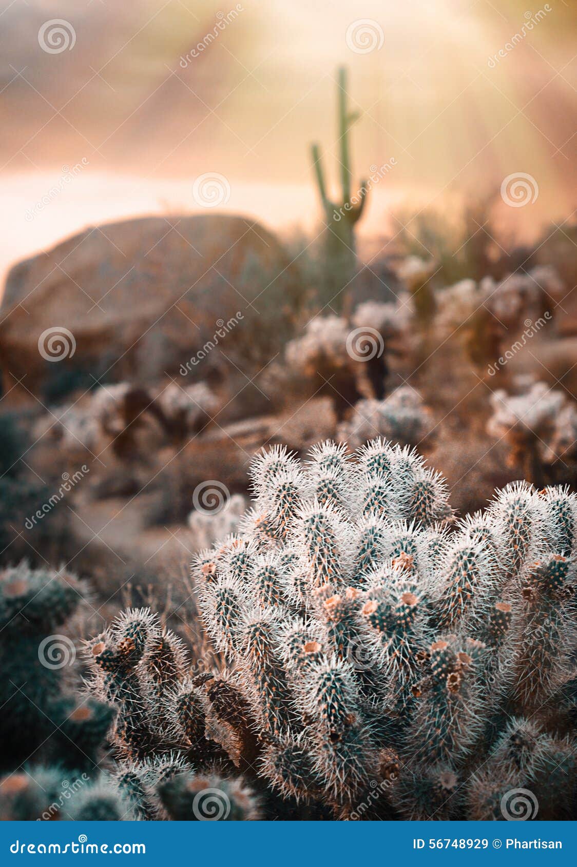 scenic desert vista