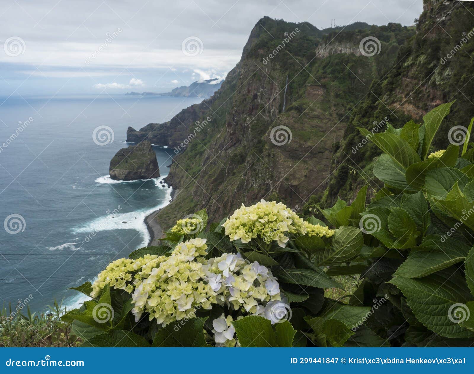 scenic elevated view towards the rocha do navio reserve and ponta de catarina pires cape. ocean, blooming hydrangea