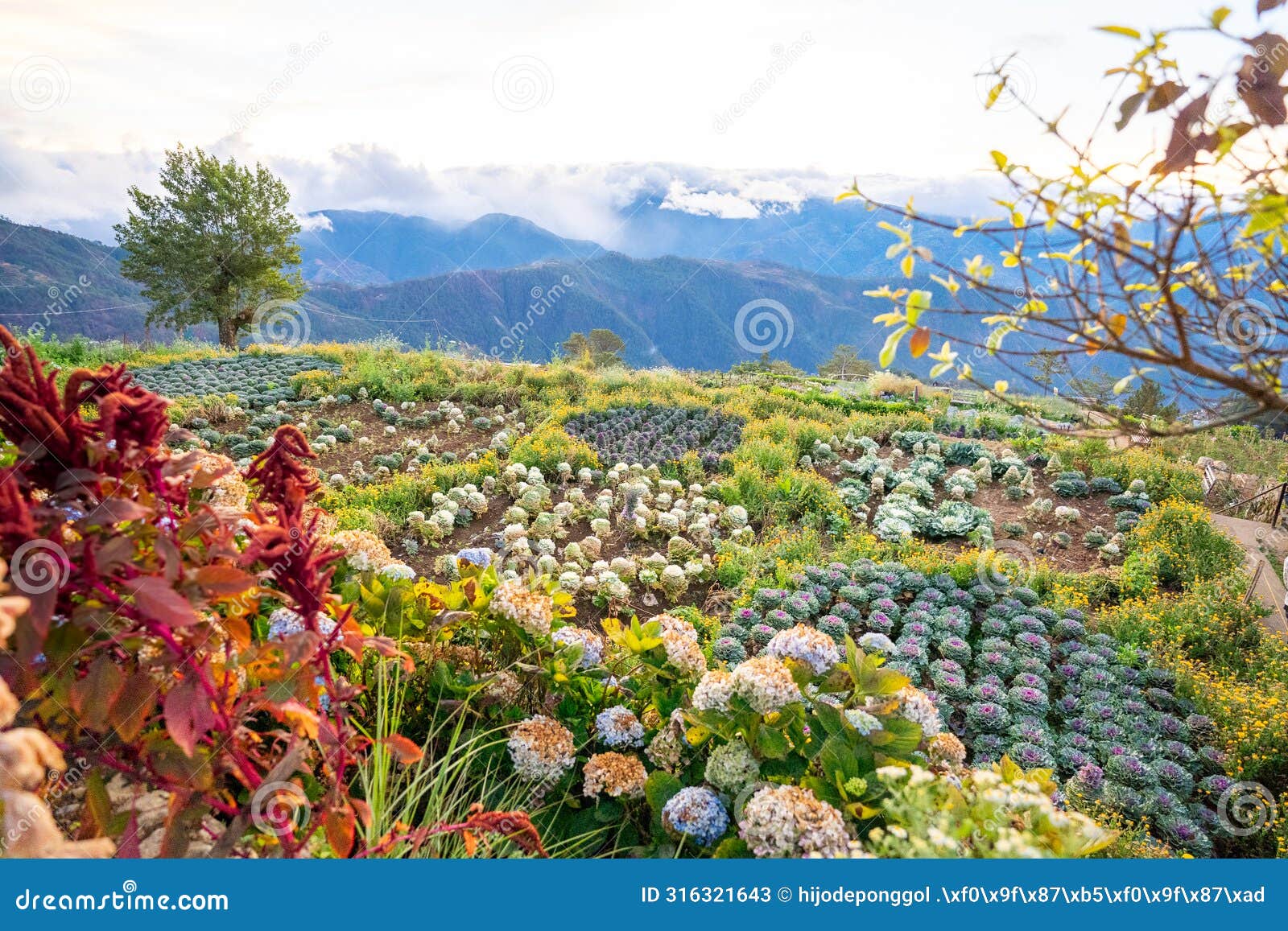 scenic of flower farm at atok, benguet in the mountain province of the philippines