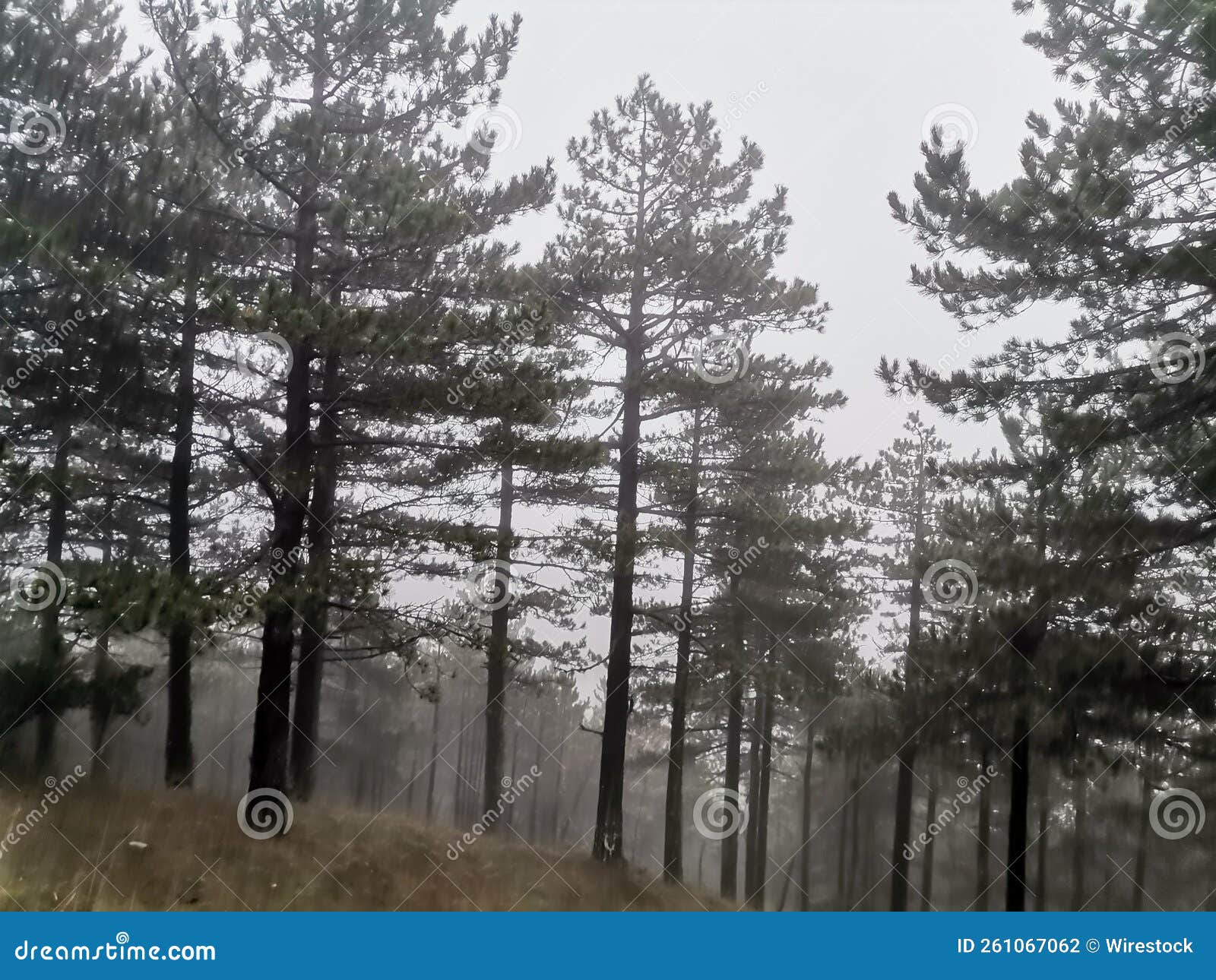 Scenic Forest with Fir Trees on a Gloomy Day Stock Photo Image of