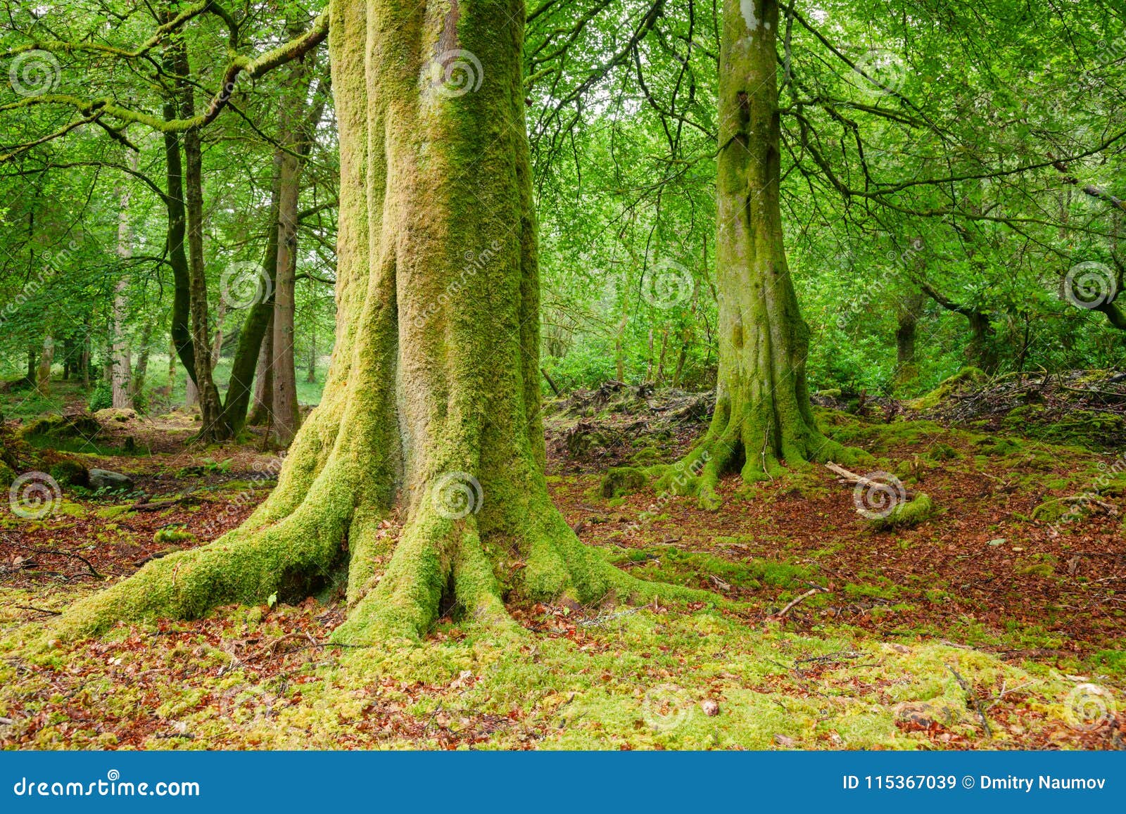 Scenic Forest in Scotland UK Stock Image - Image of mystic, environment ...