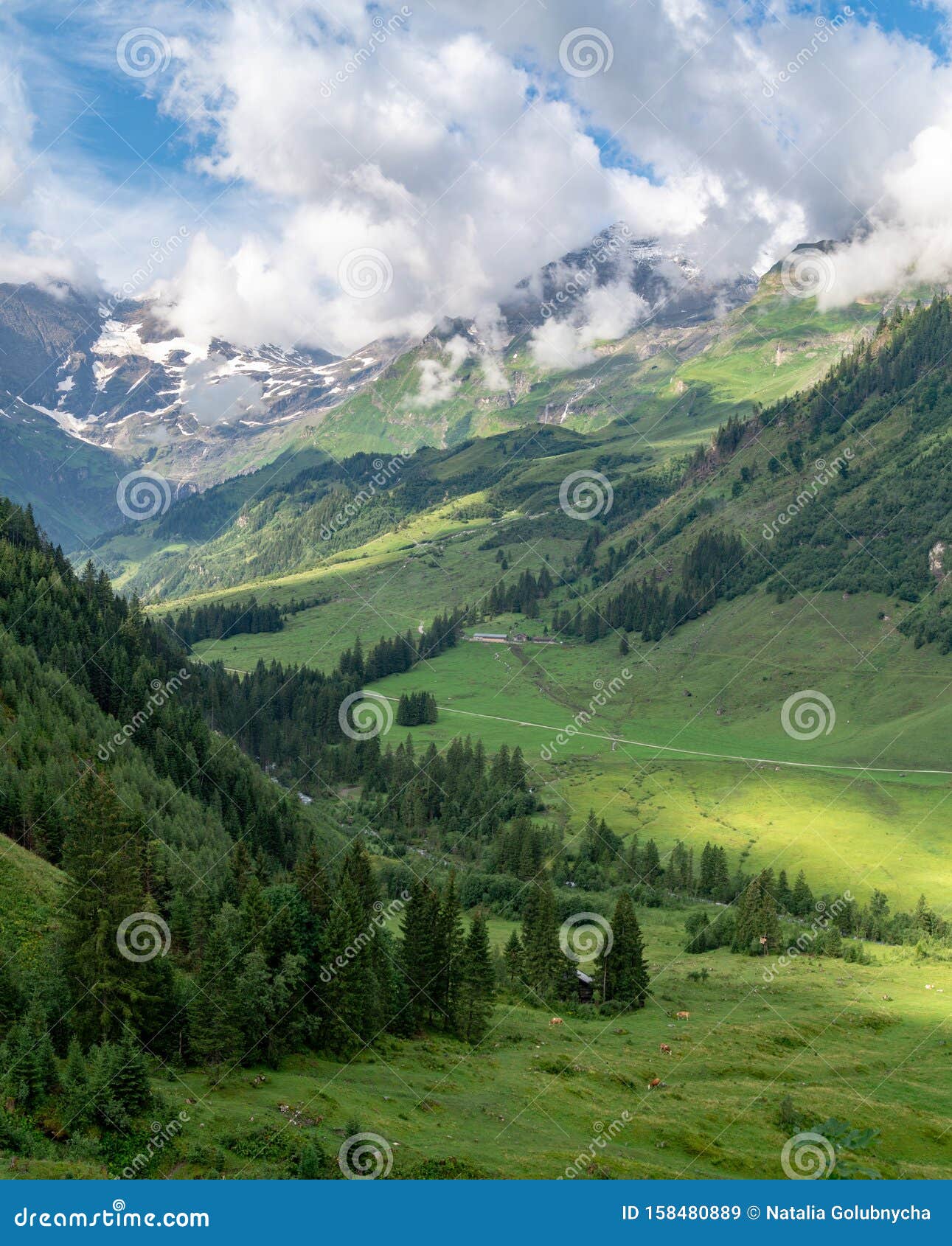 Scenic Landscape With Green Meadows Fir Trees And Mountains In Clouds