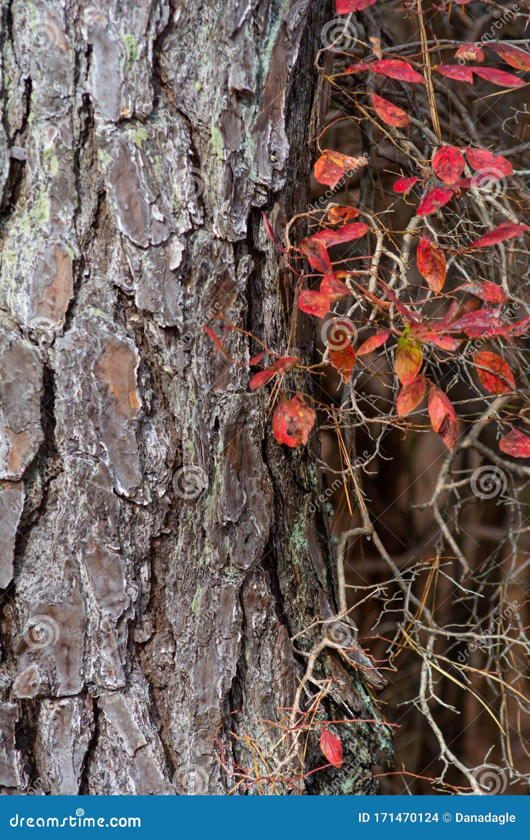 scenic landscape pinus taeda tree trunk bark detail in forest woodland with bright red leaves on vine